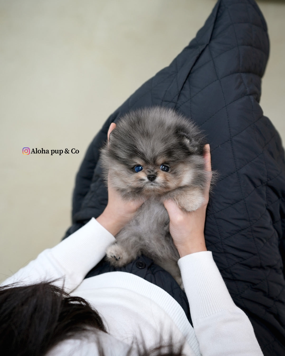 Luna [POMERANIA TAZA DE TÉ]