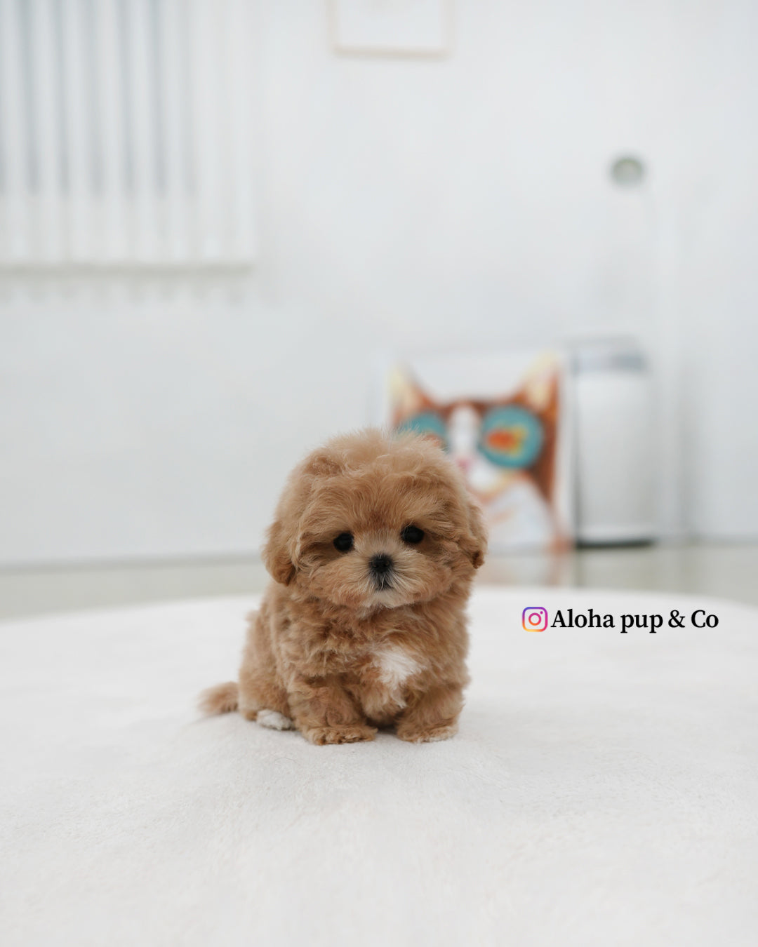 Lexi [TEACUP MALTIPOO]
