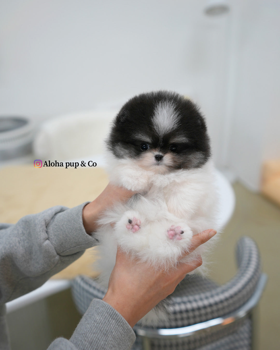 Oreo [POMERANIA TAZA DE TÉ]
