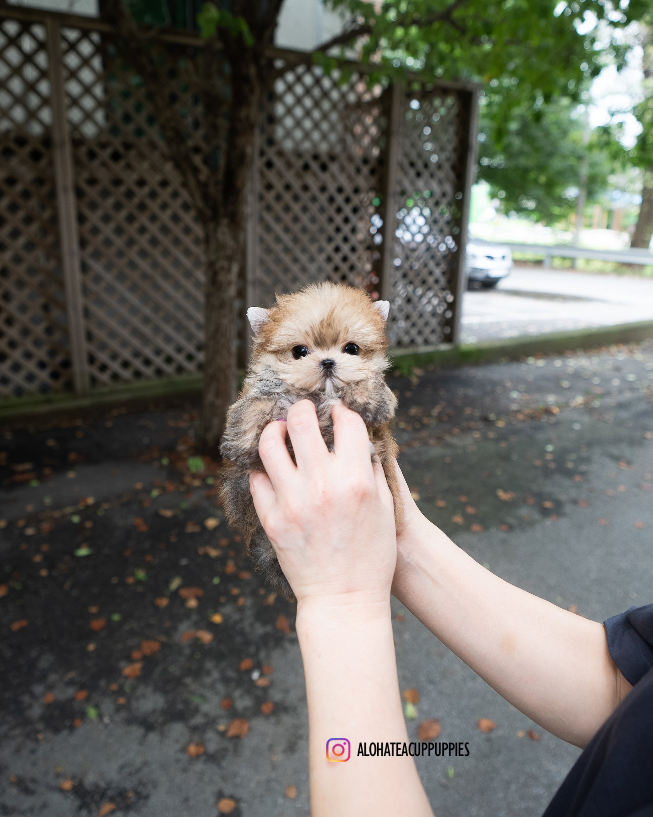 Lon [TEACUP Morkie]