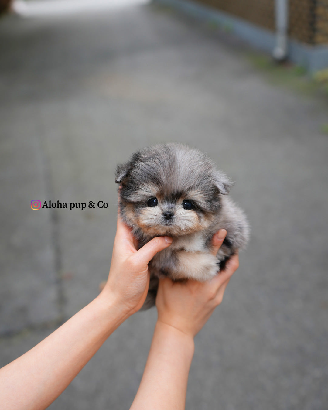 Hugo [Maltipom MINI]