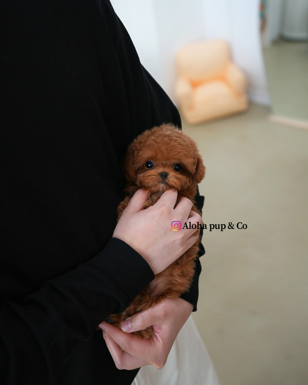 Jelly [TEACUP MALTIPOO]