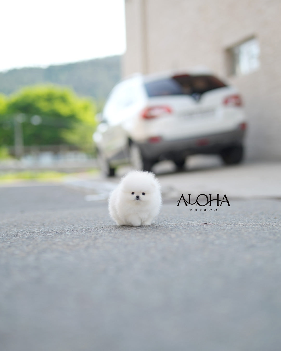 兰博 [茶杯博美犬]