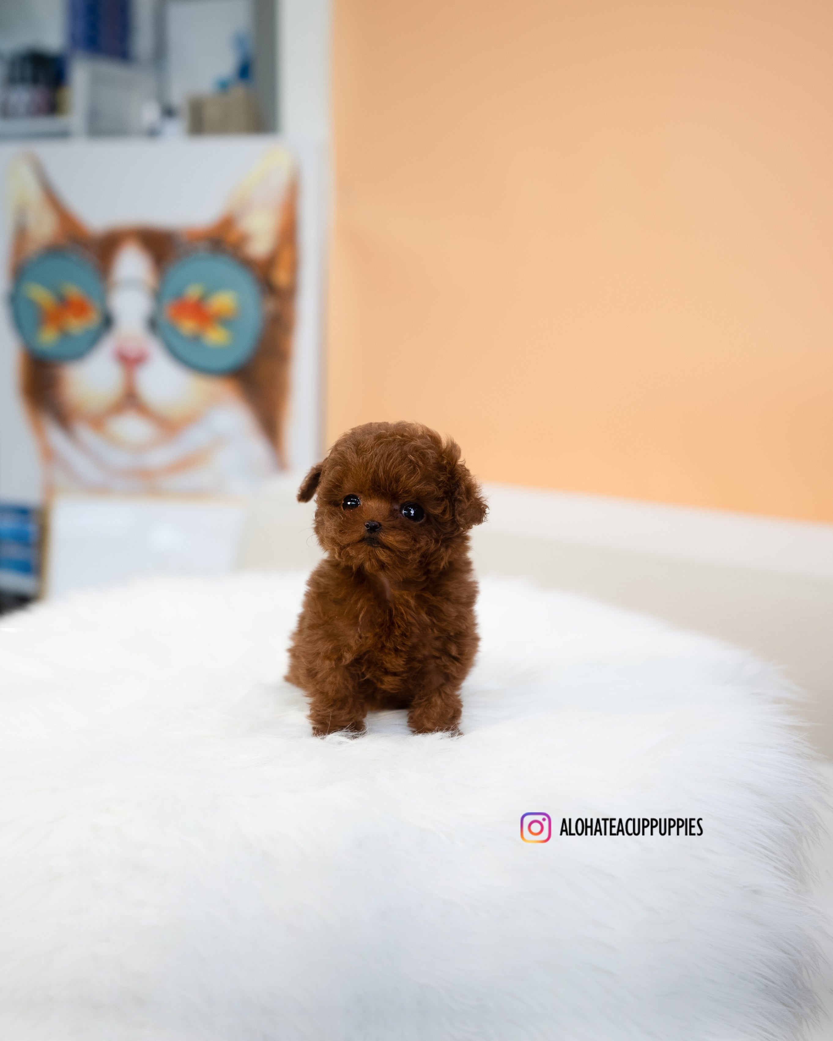 Mini [TEACUP POODLE]