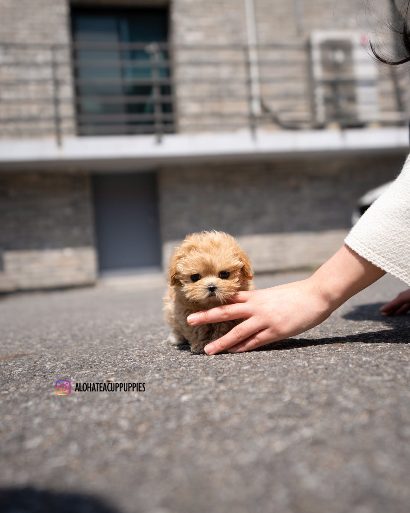 Lizzy [TEACUP MALTIPOO]