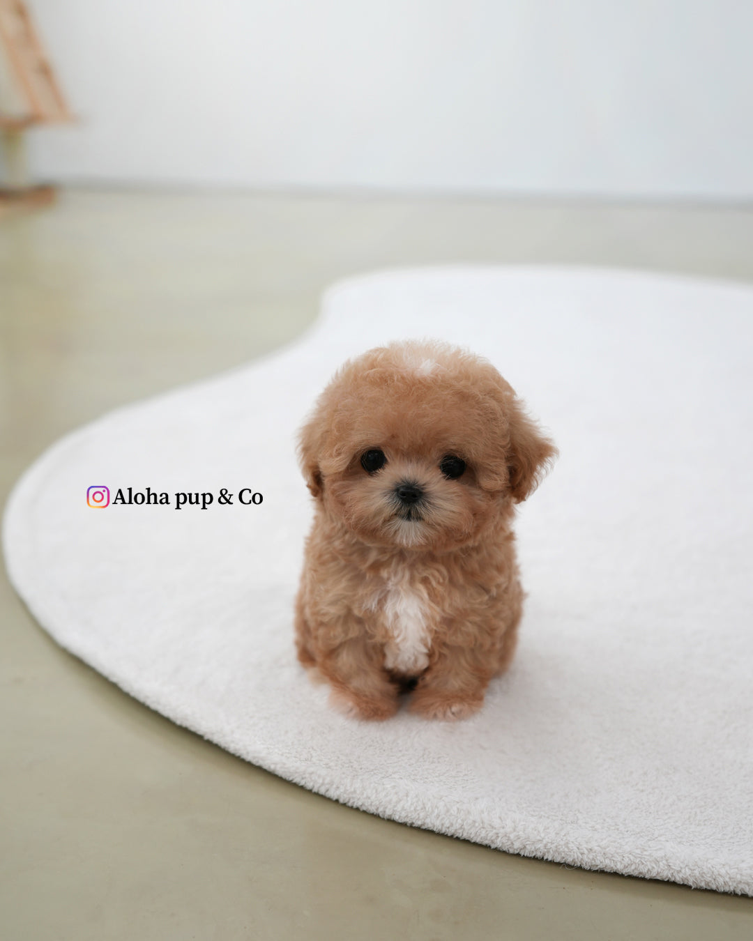 Holly [TEACUP MALTIPOO]
