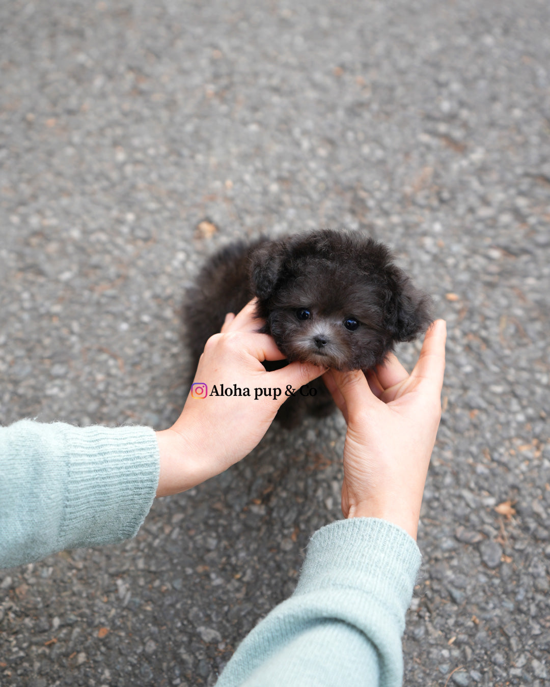 Zadie [TEACUP POODLE]