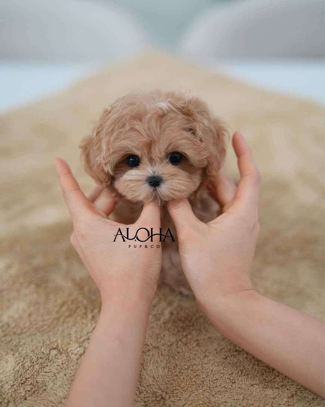 Joy [TEACUP MALTIPOO]