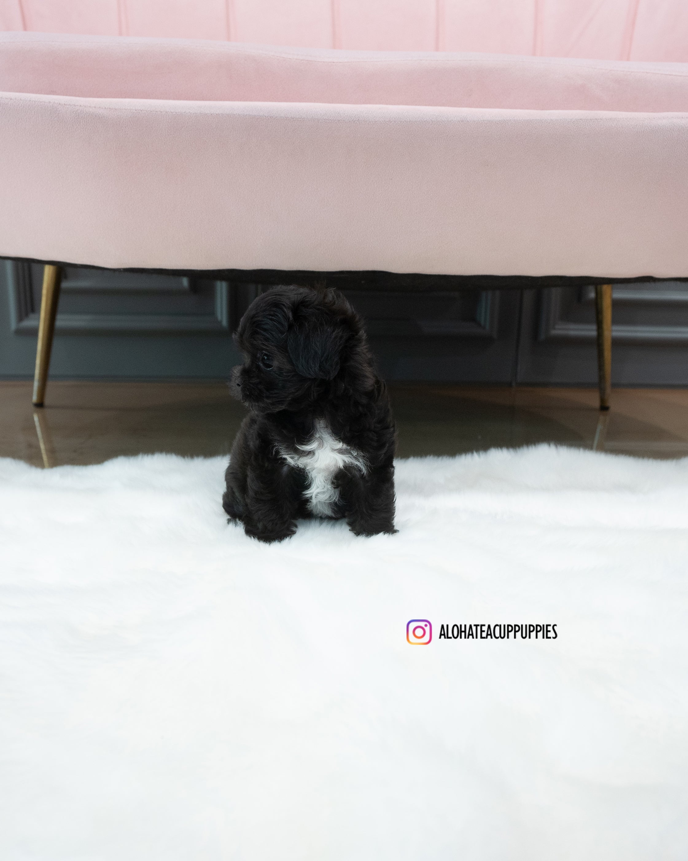 Buddy [TEACUP MALTIPOO]