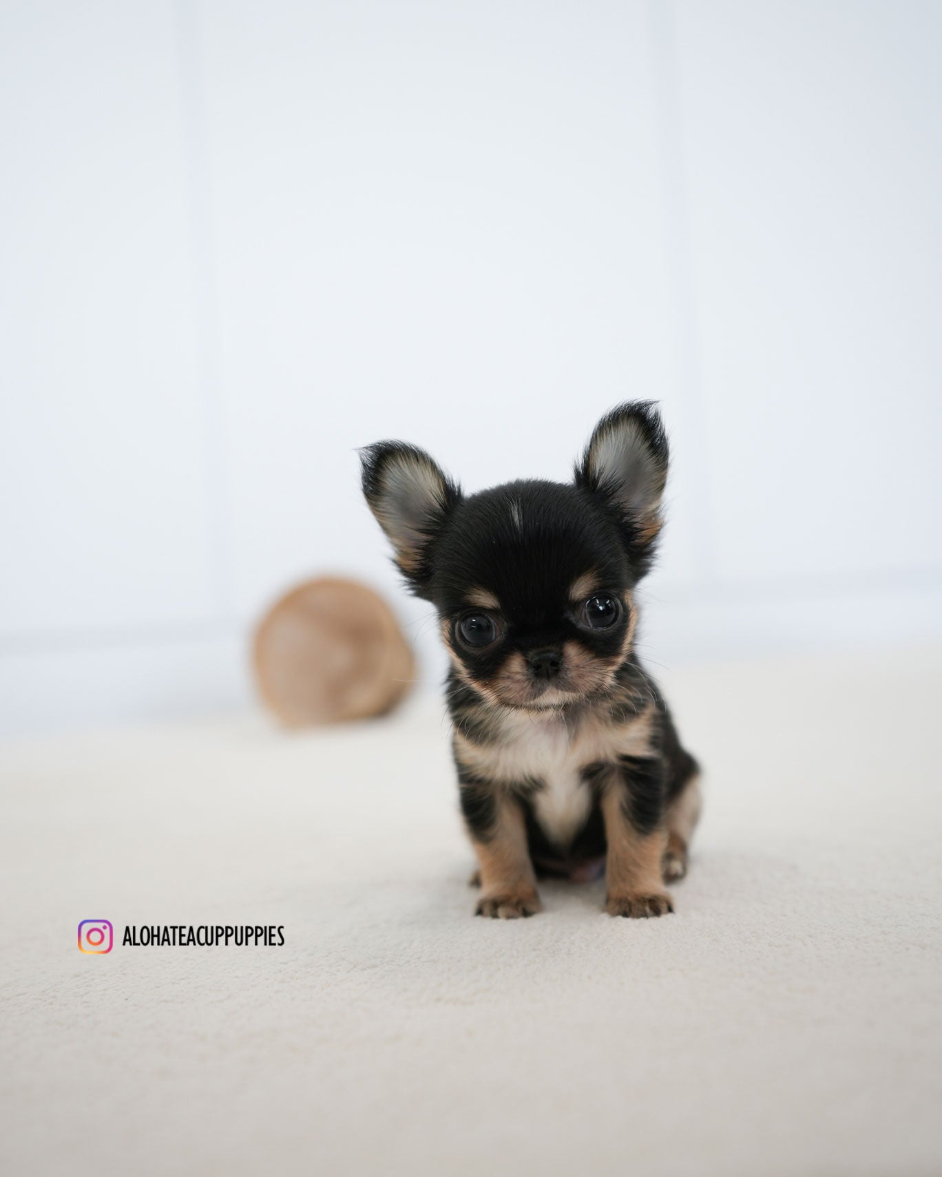 Dewey [TEACUP CHIHUAHUA]