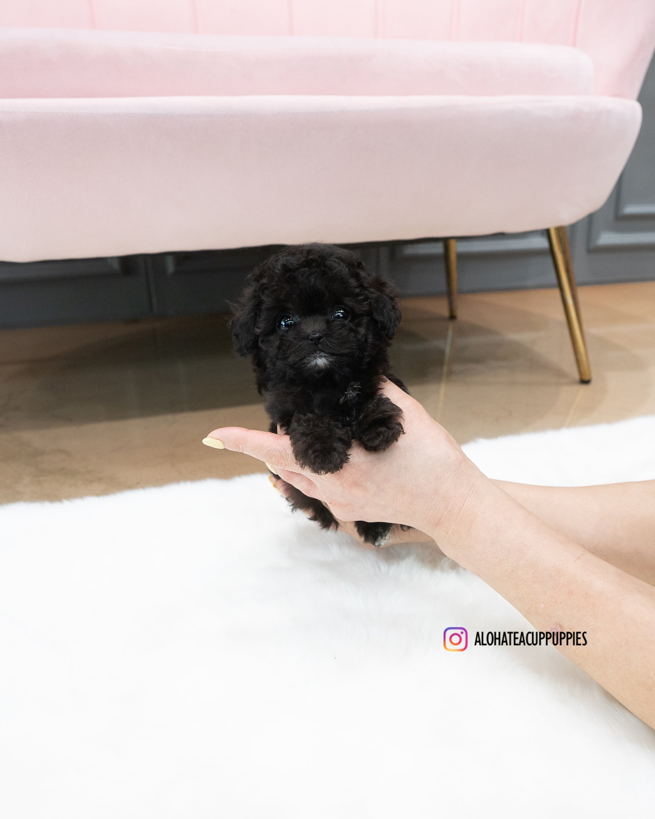 KAI [TEACUP POODLE]