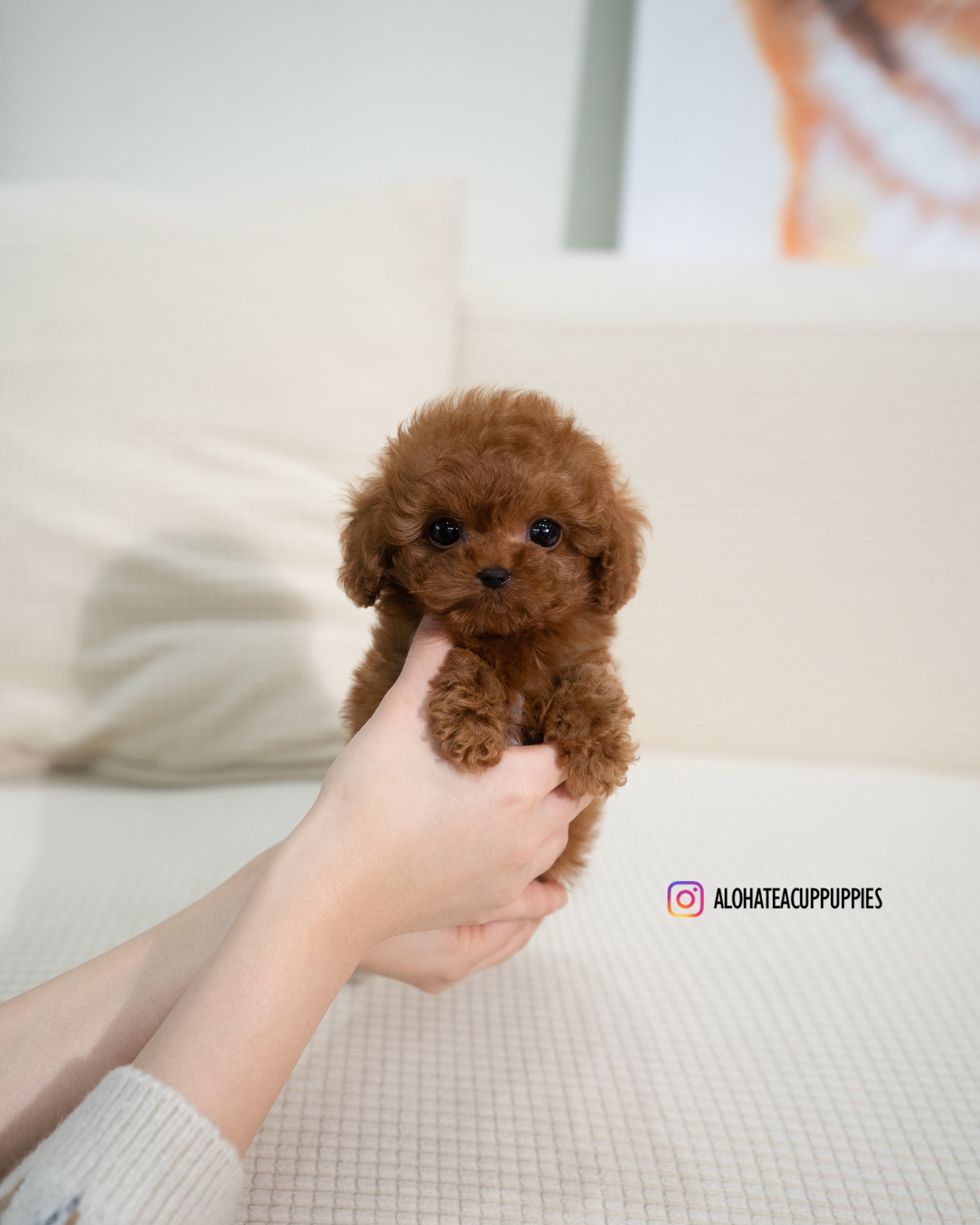 Dion [TEACUP POODLE]