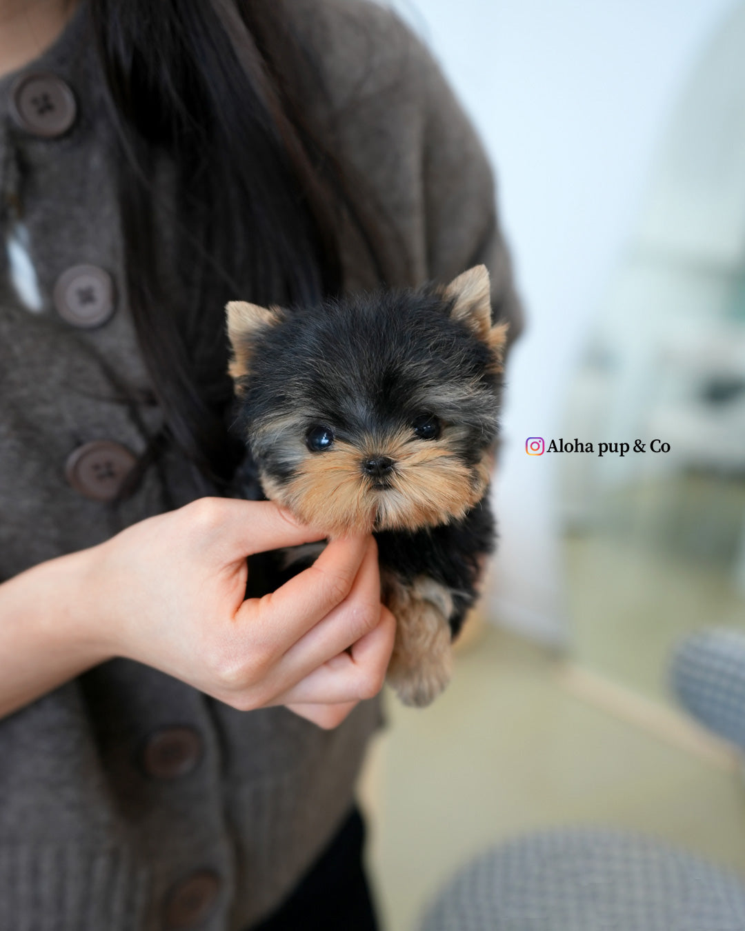 Ivy [Teacup YORKIE]