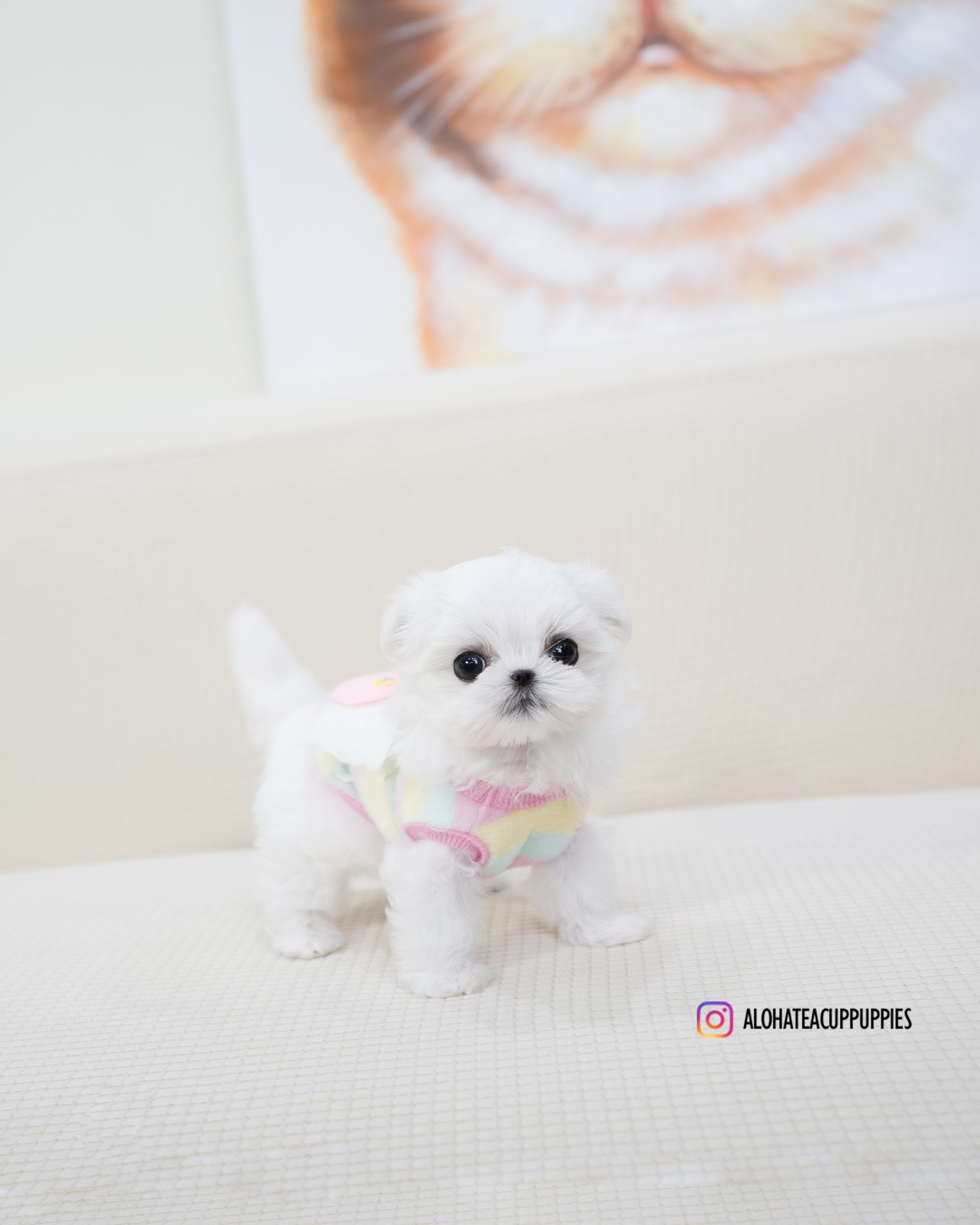 Buzz [TEACUP MALTESE]