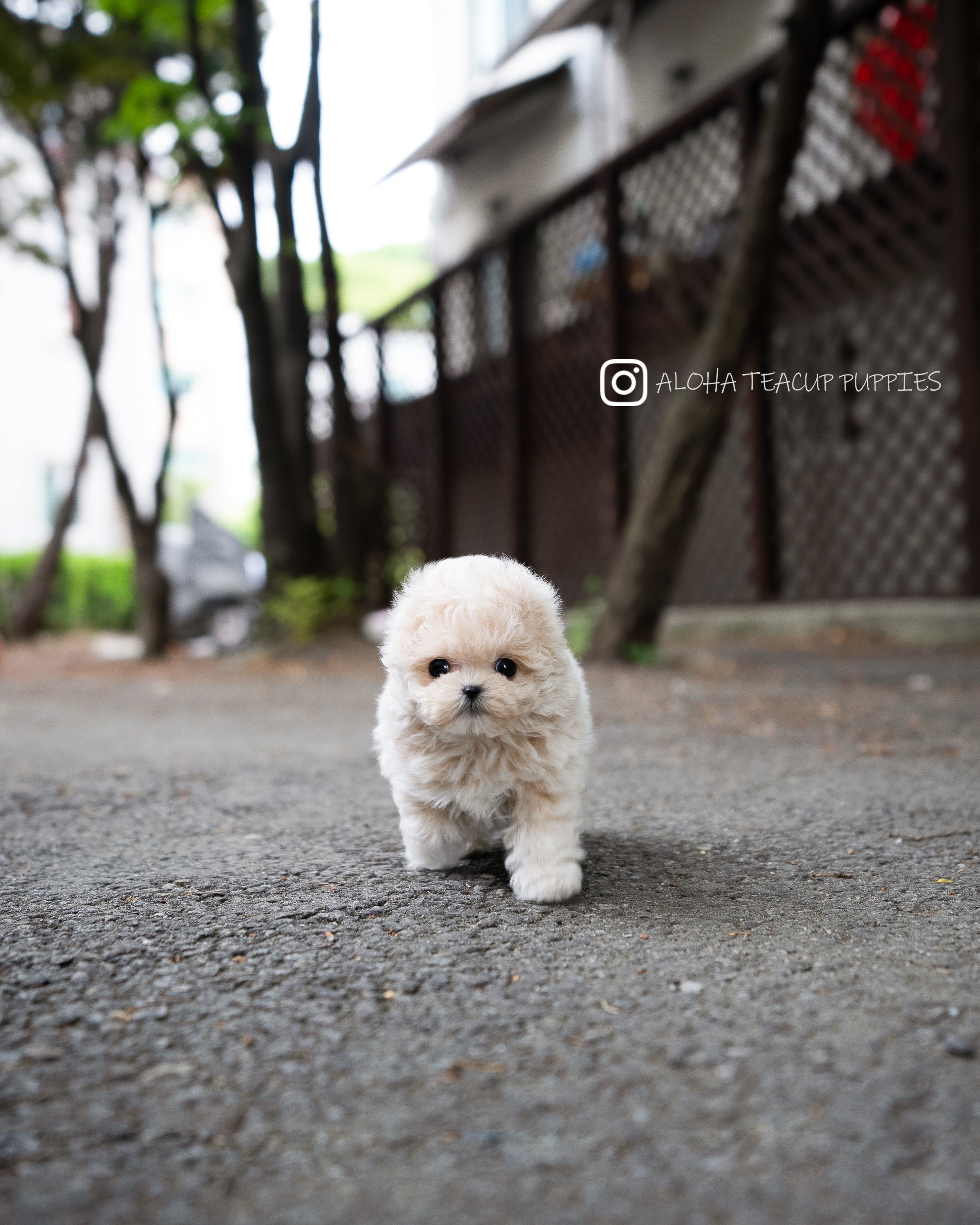 Ozzy [TEACUP MALTIPOO]