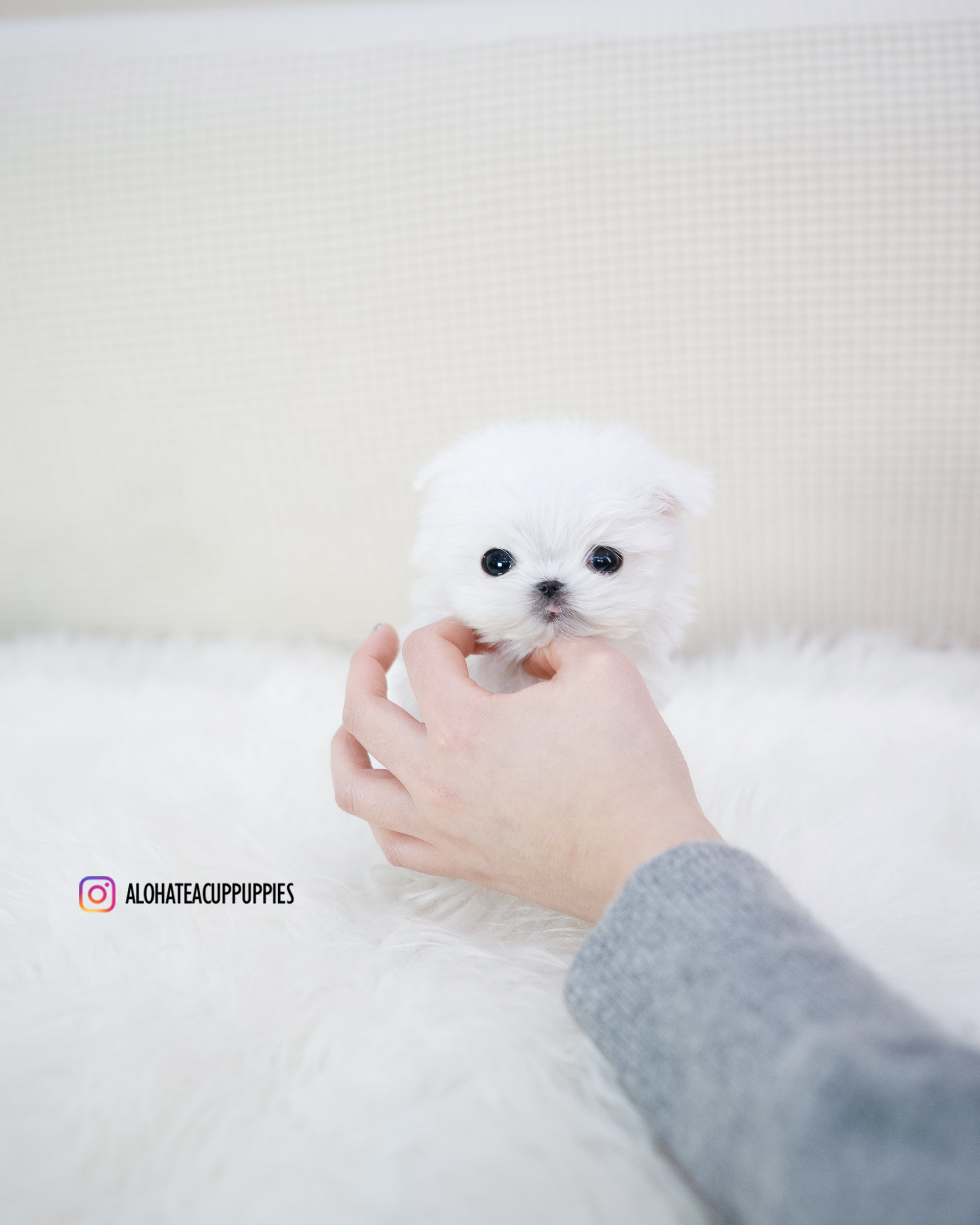 Louie [TEACUP MALTESE]