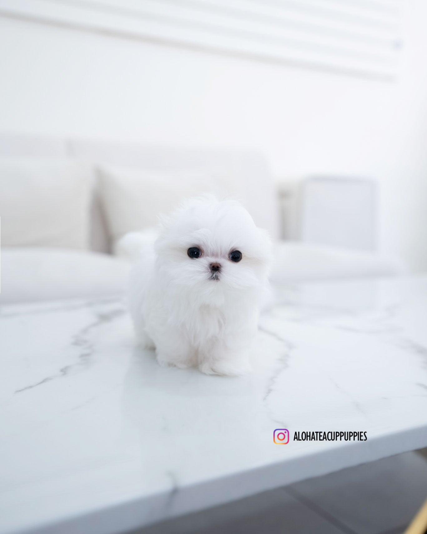 Helen [TEACUP MALTESE]