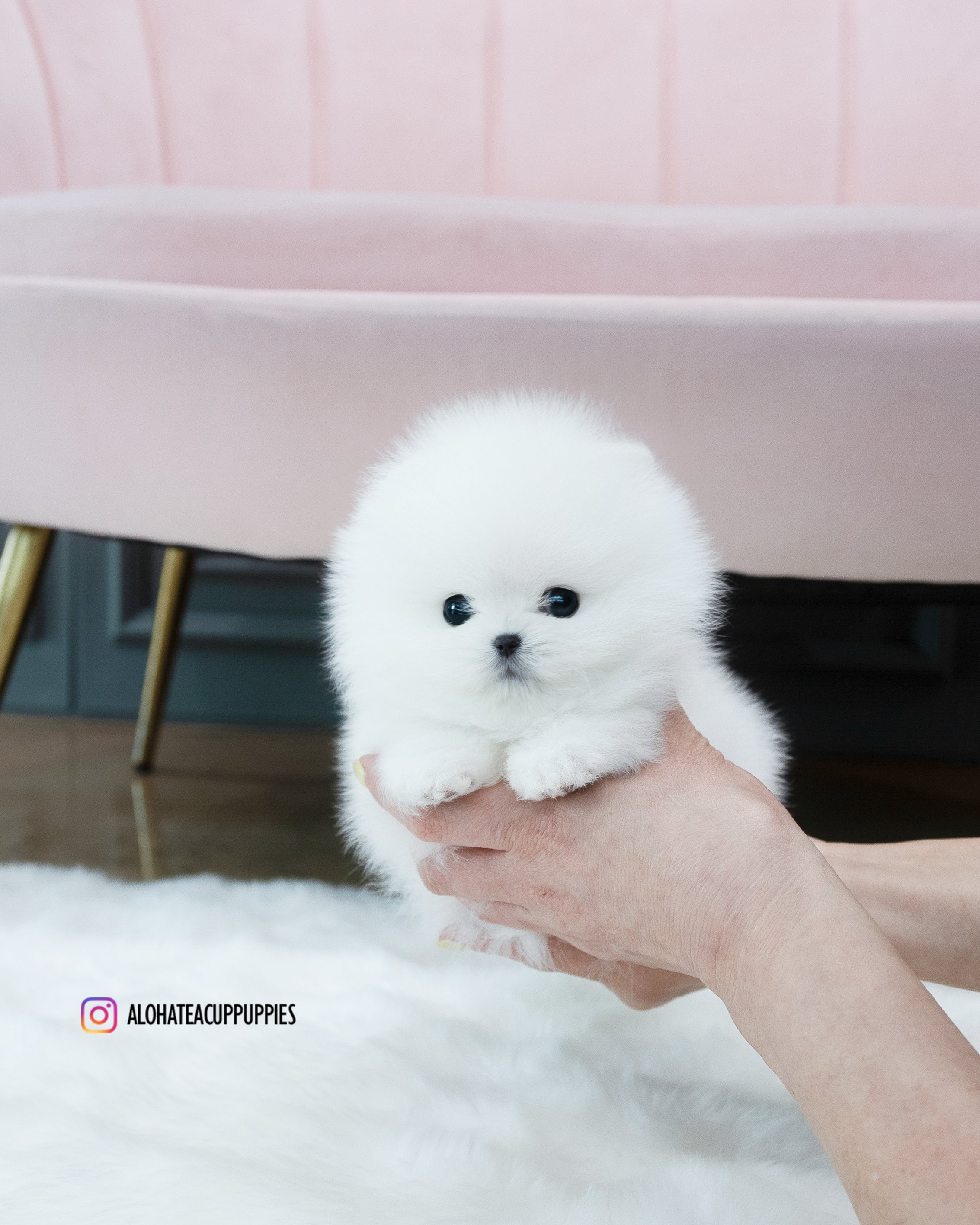 牛奶 [茶杯博美犬]
