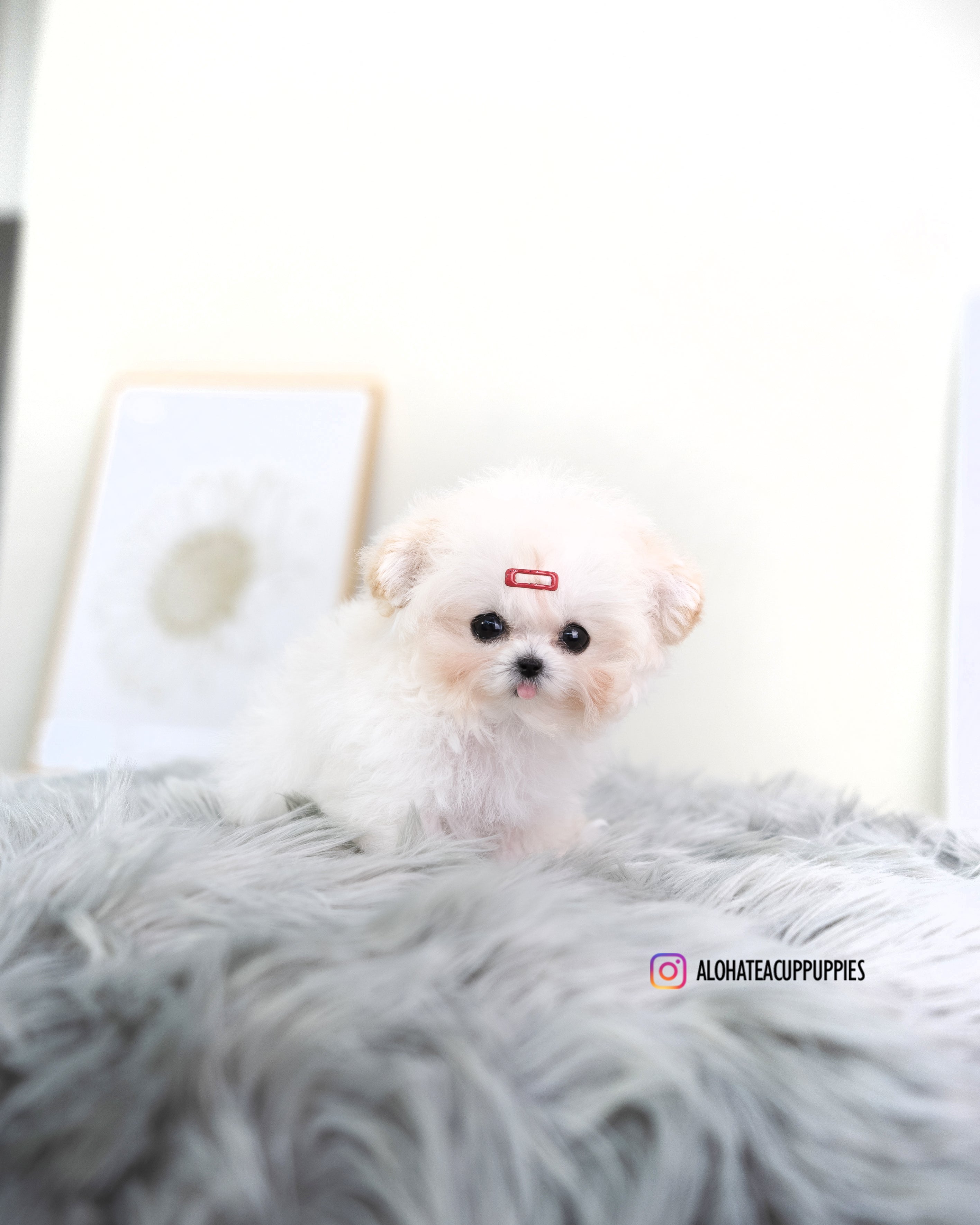 Avril [CANICHE PEQUEÑO]