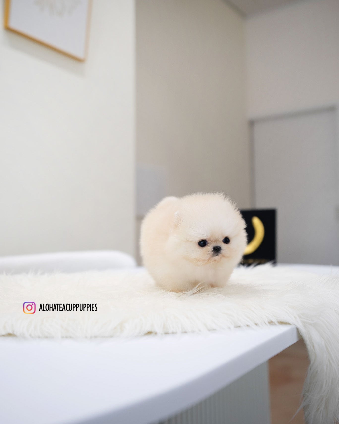 Mary [POMERANIA TAZA DE TÉ]