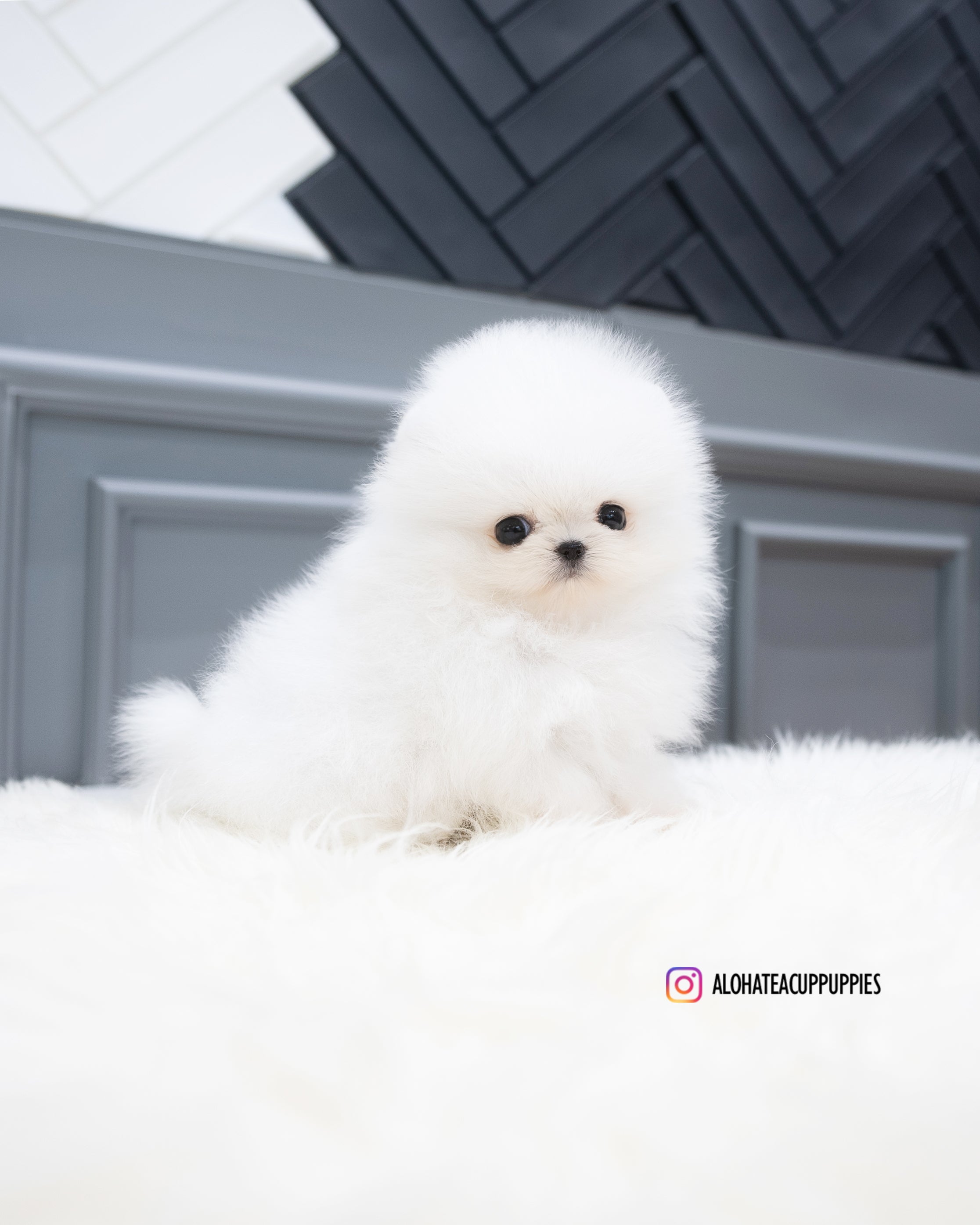 Adam [TEACUP POMERANIAN]