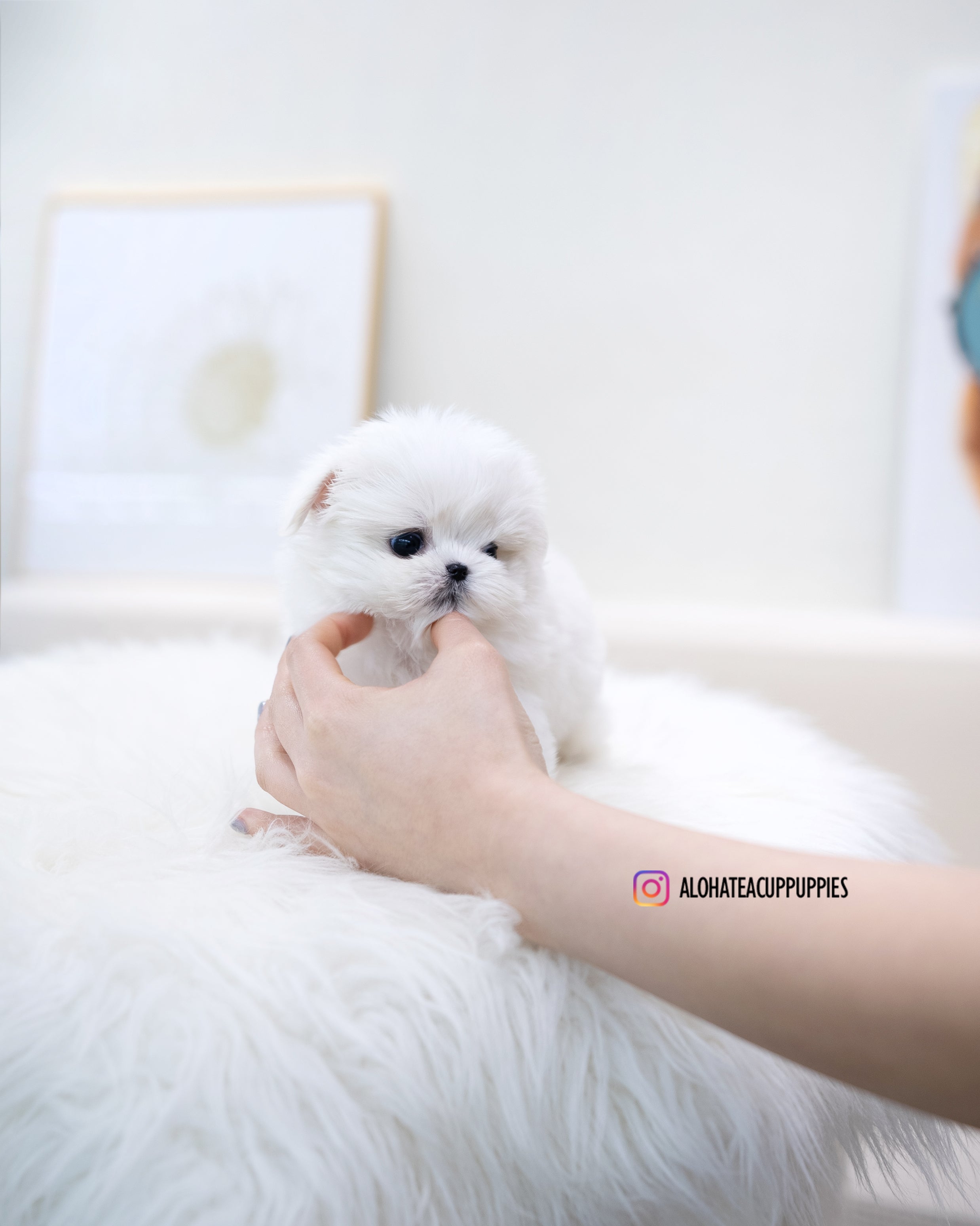 Ari [TEACUP MALTESE]
