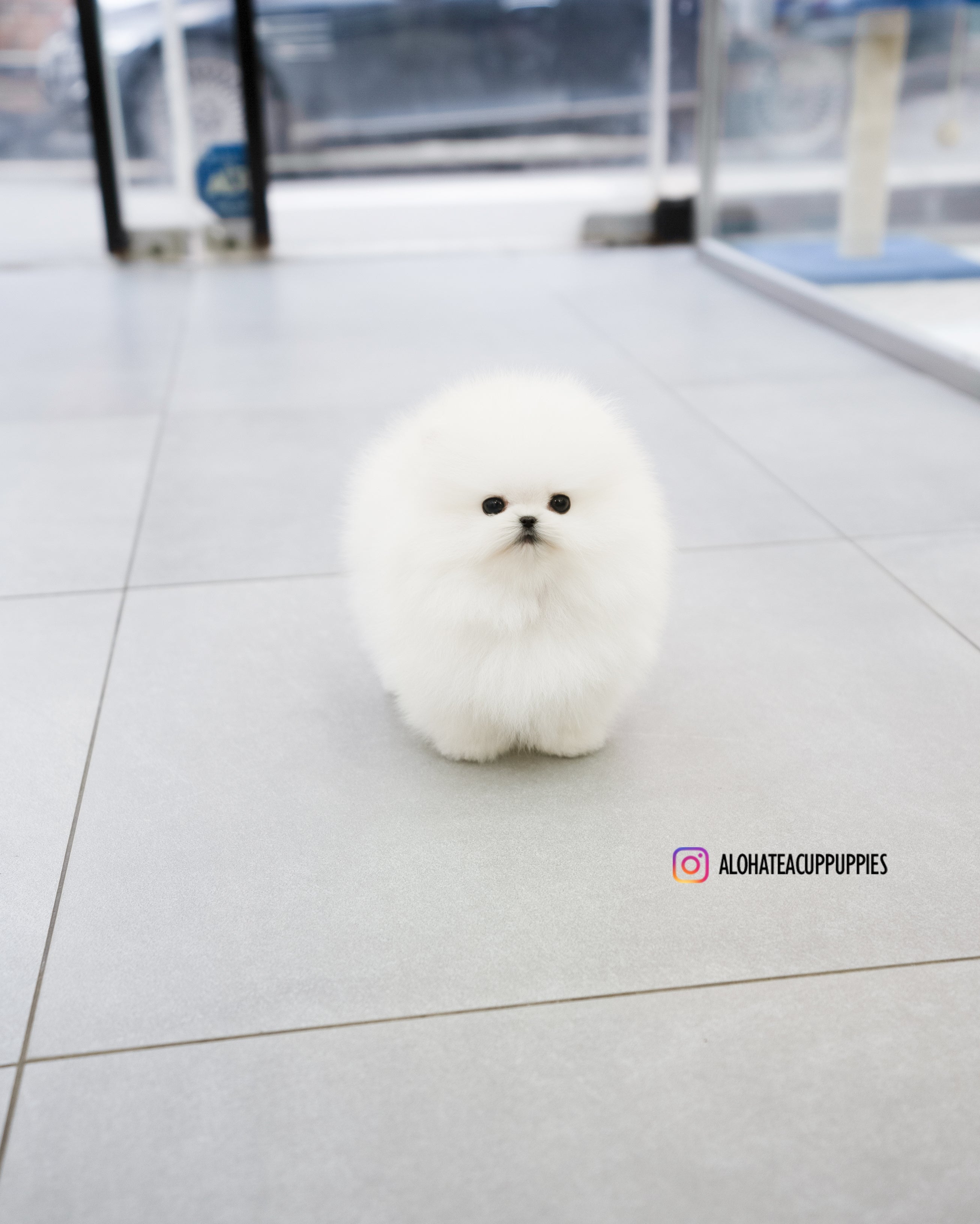 Poppy [TEACUP POMERANIAN]