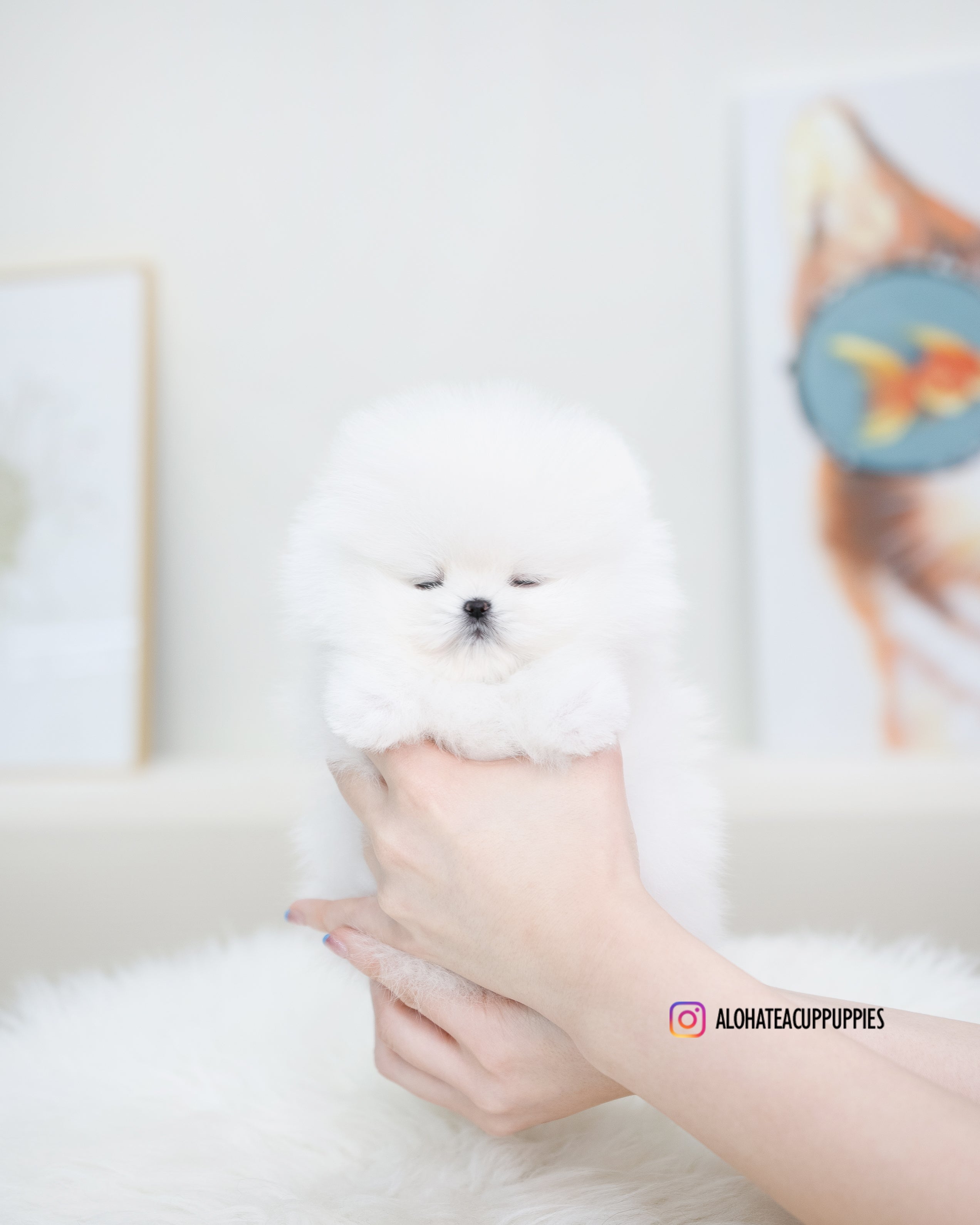 Esme [TEACUP POMERANIAN]