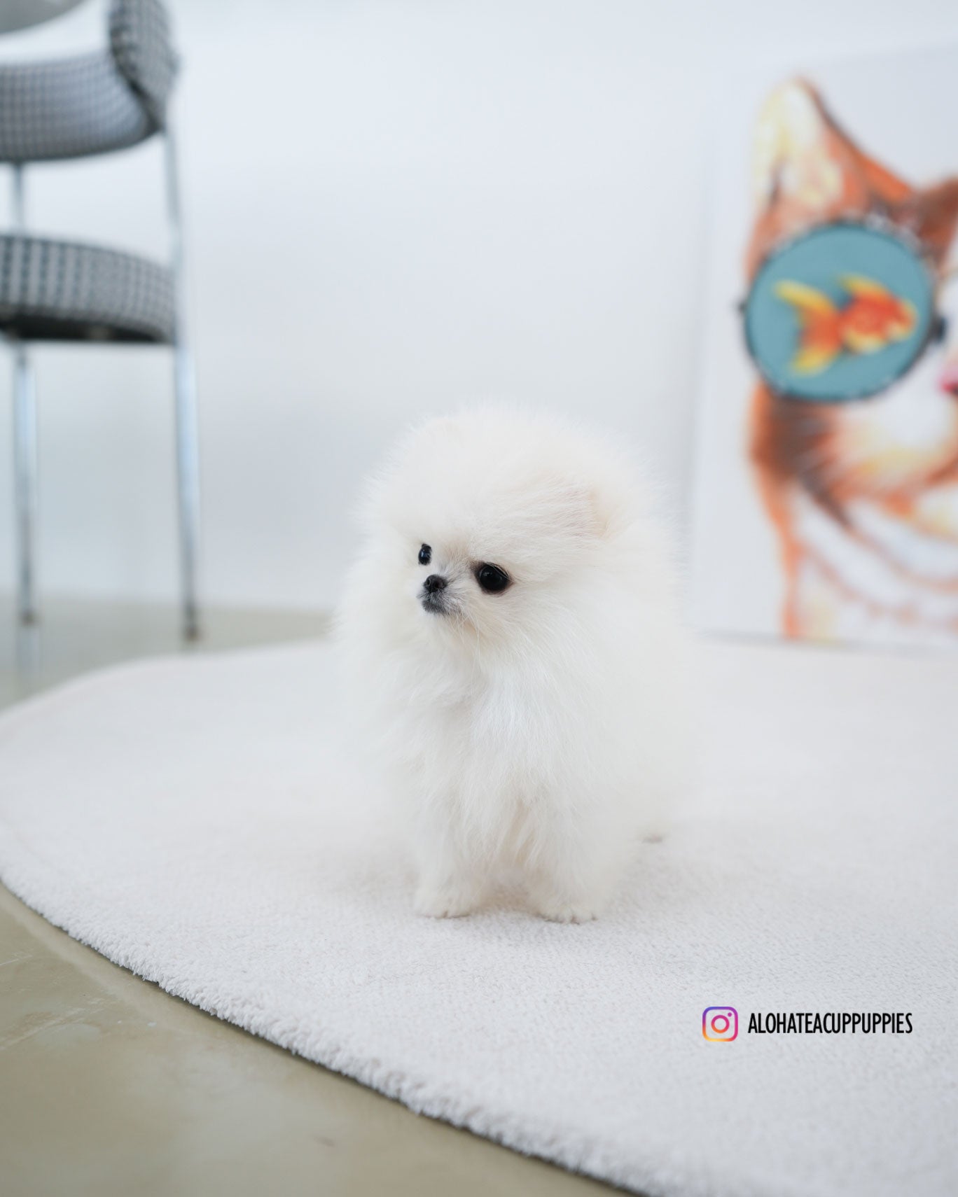 牛奶 [茶杯博美犬]