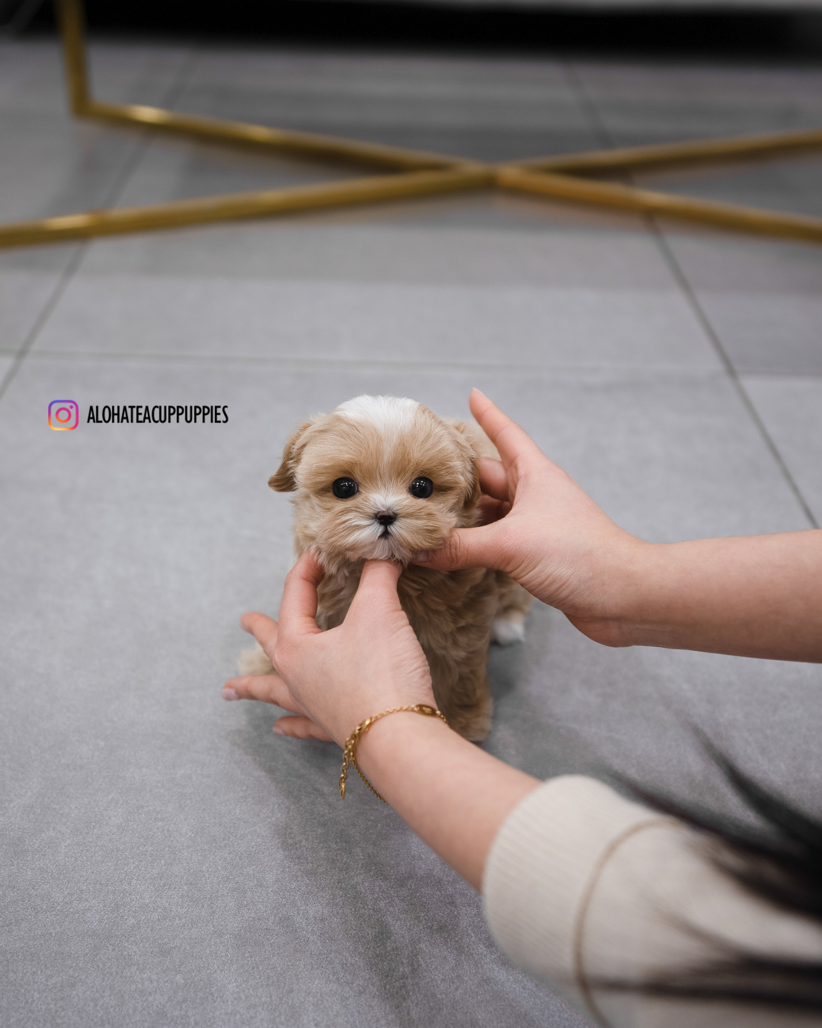 Apple [TEACUP MALTIPOO]