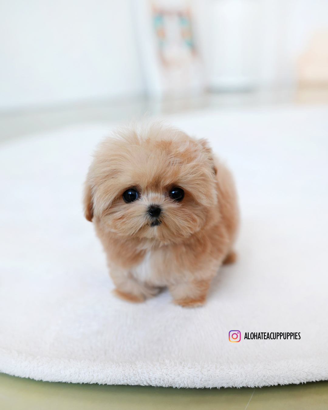 Ringo [TEACUP MALTIPOO]