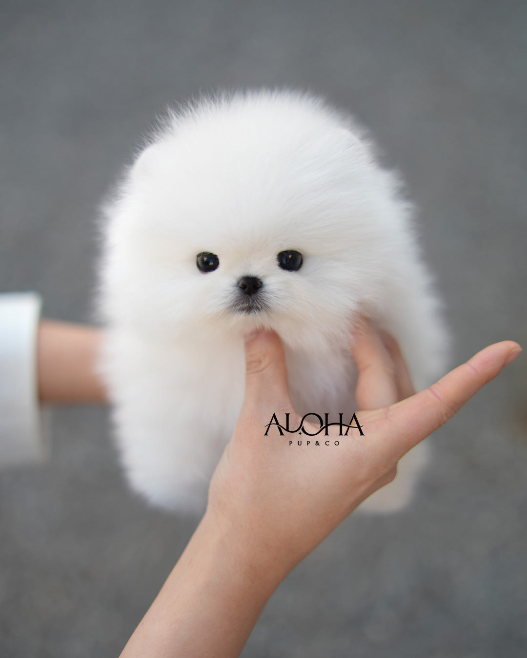 Aria [TEACUP POMERANIAN]