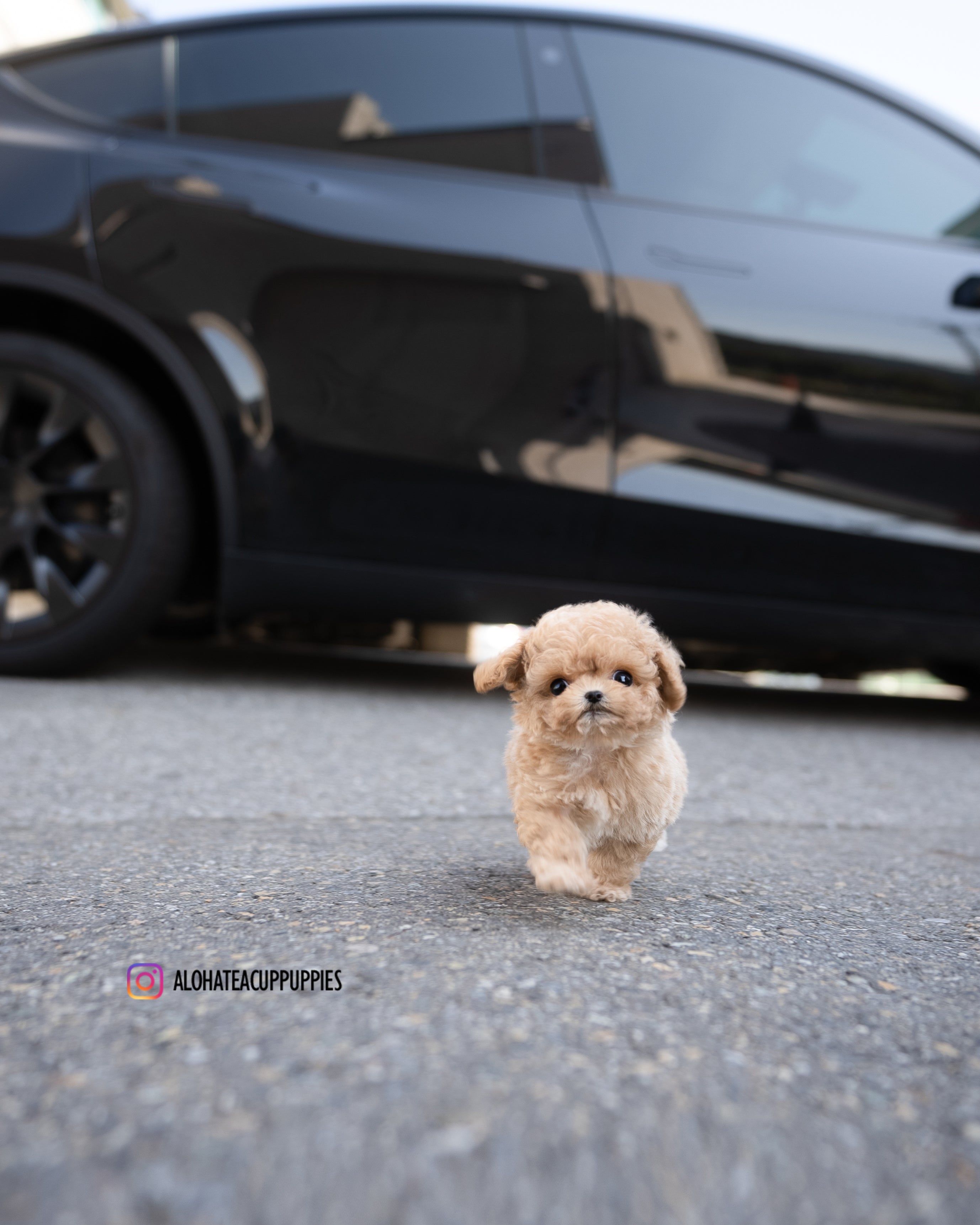 Eris [TEACUP MALTIPOO]