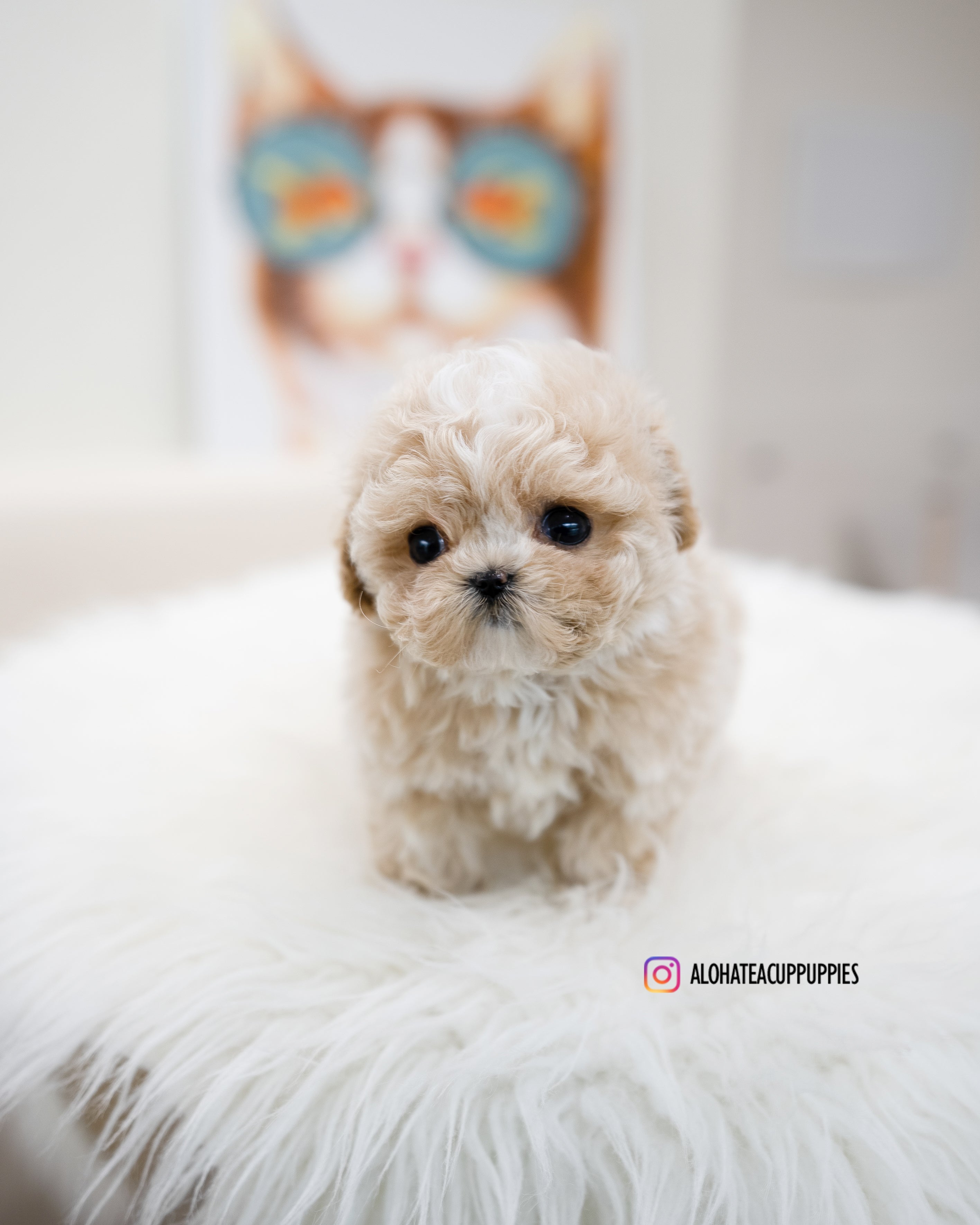 Loewe [TEACUP MALTIPOO]