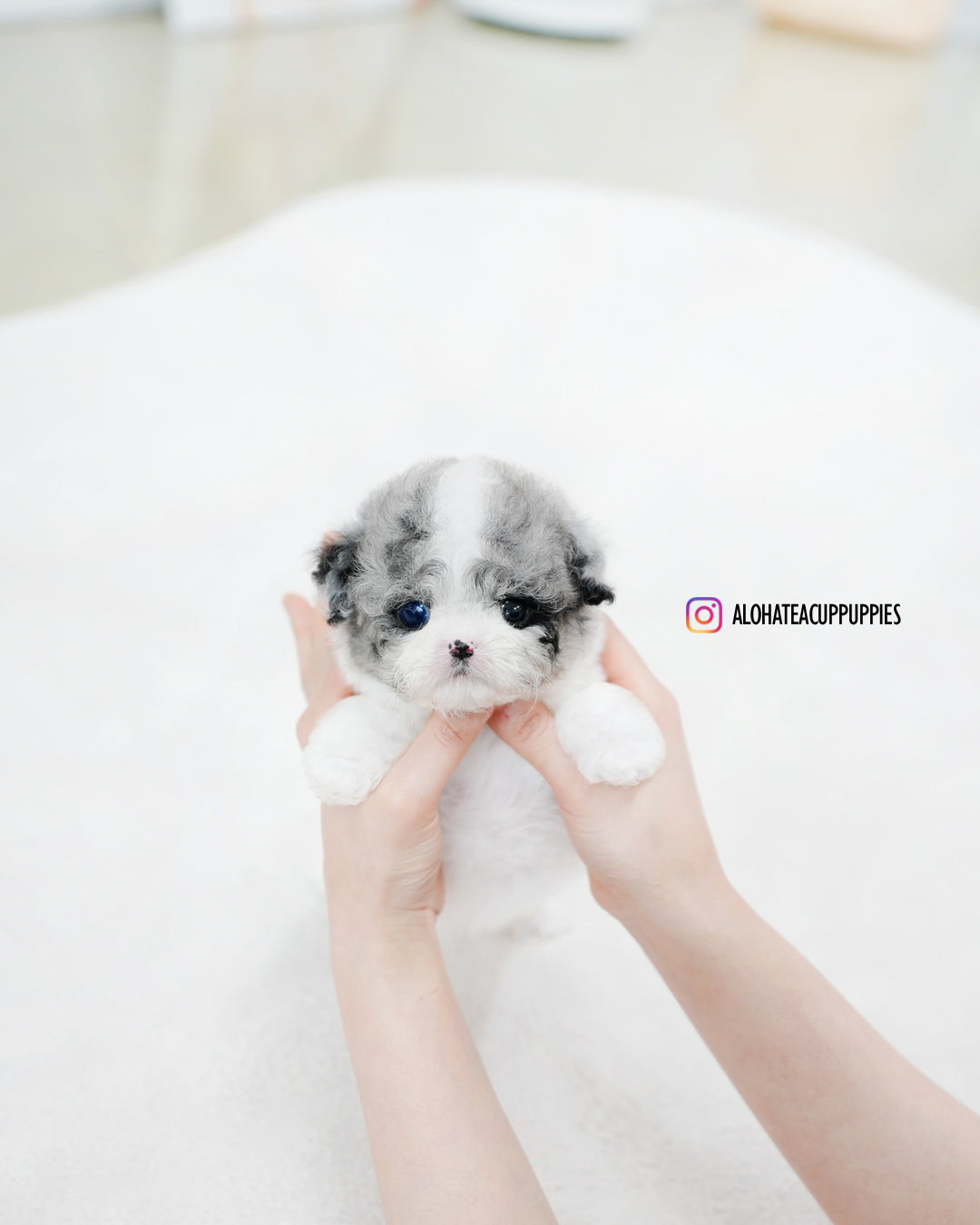 Chloe [TEACUP MALTIPOO]