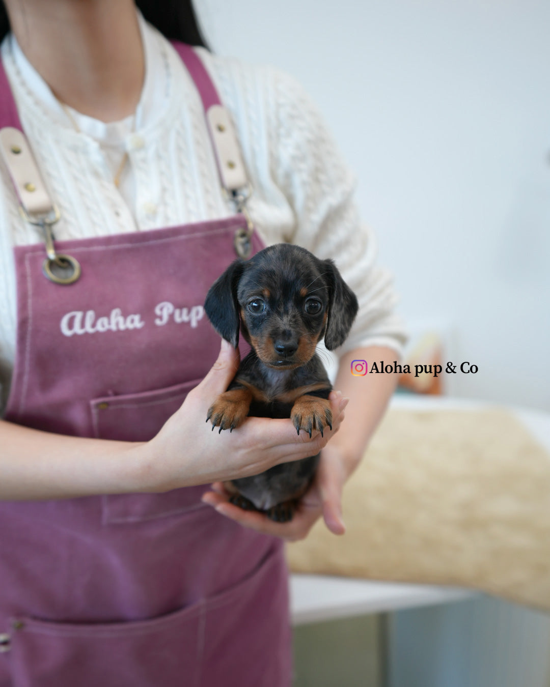 Zoe [Mini Dachshund]