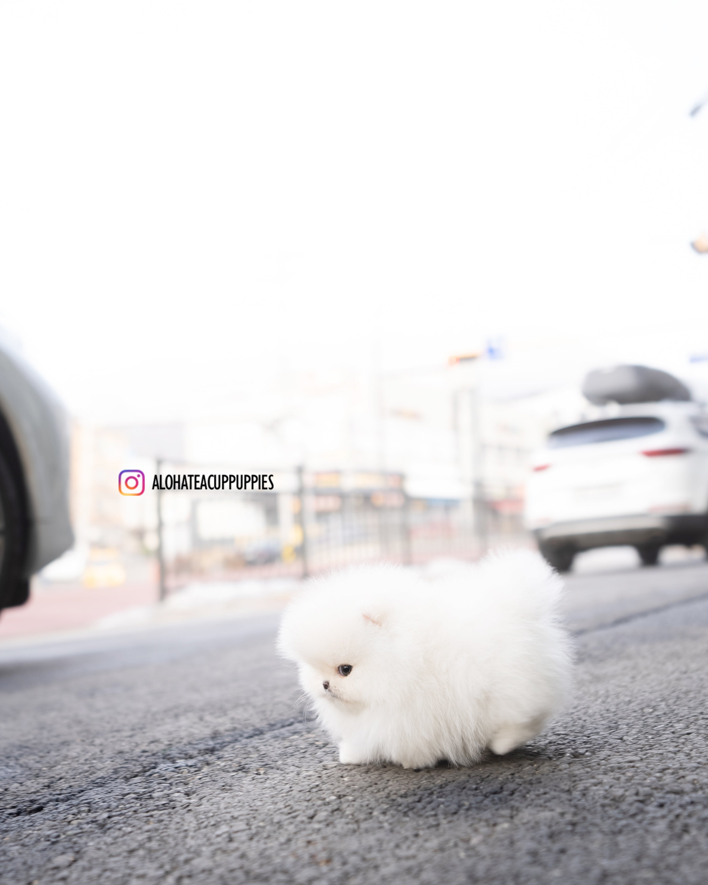 Snow [POMERANIA TACITA DE TÉ]