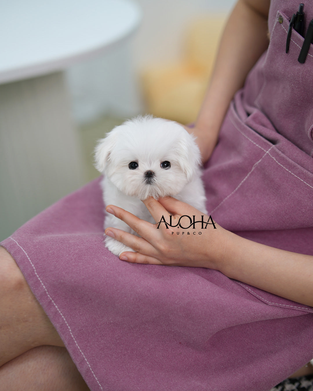 Mini [TEACUP Maltese]