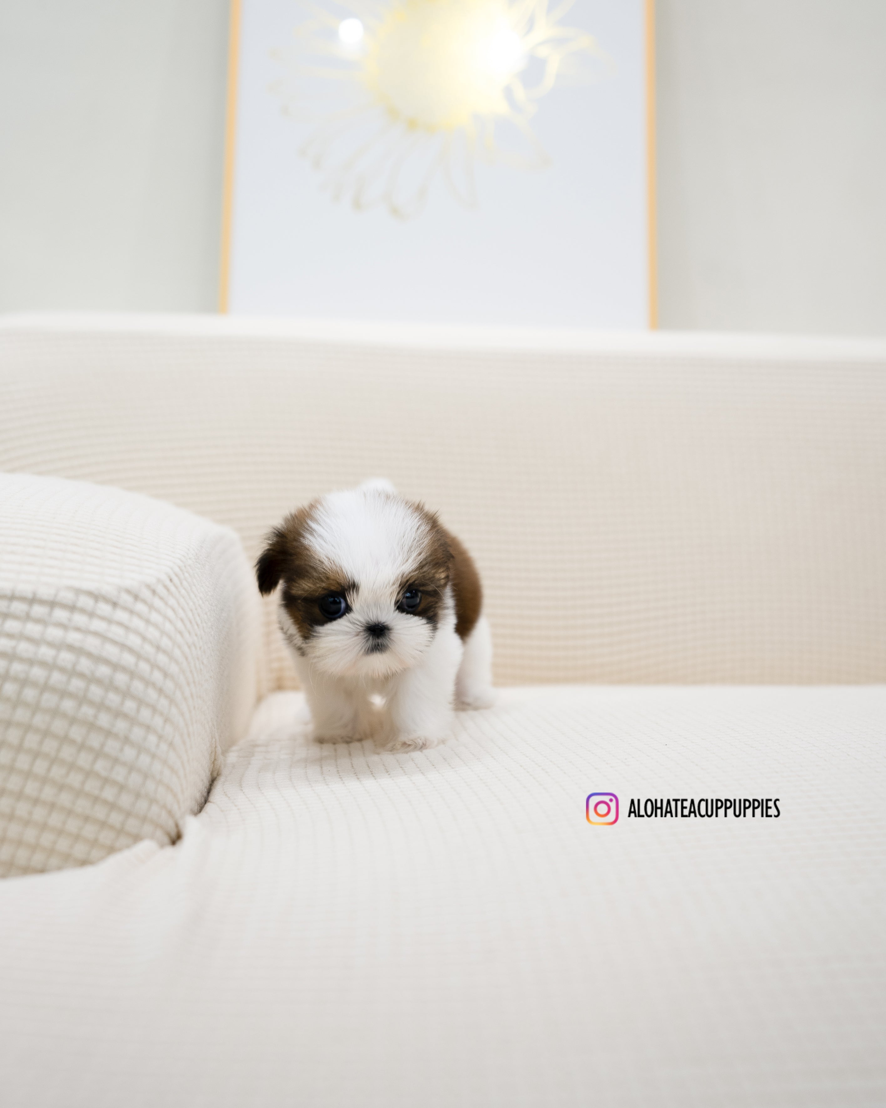 Heidi [TEACUP SHIHTZU]