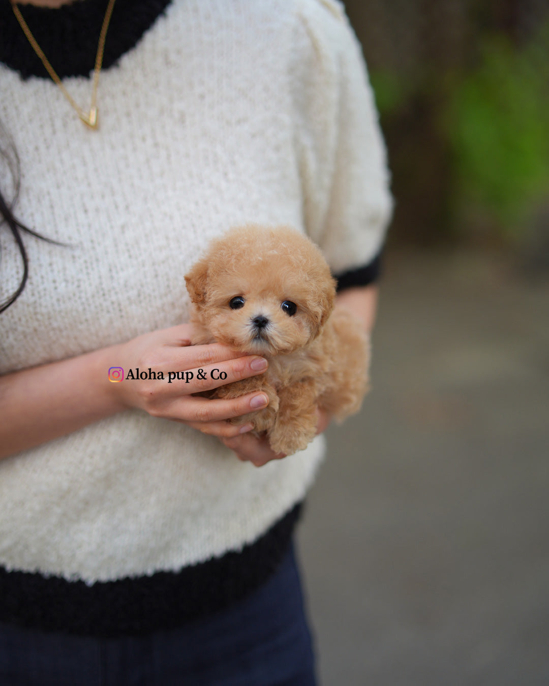 Tes [MALTIPOO TAZA DE TÉ]