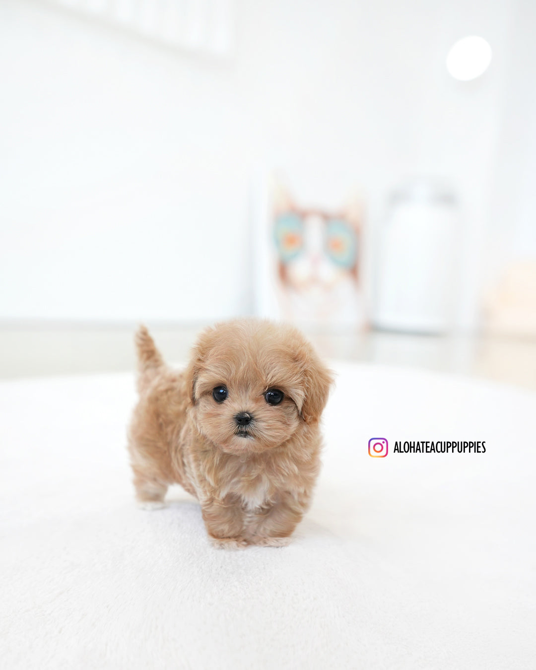 Ivy [TEACUP MALTIPOO]
