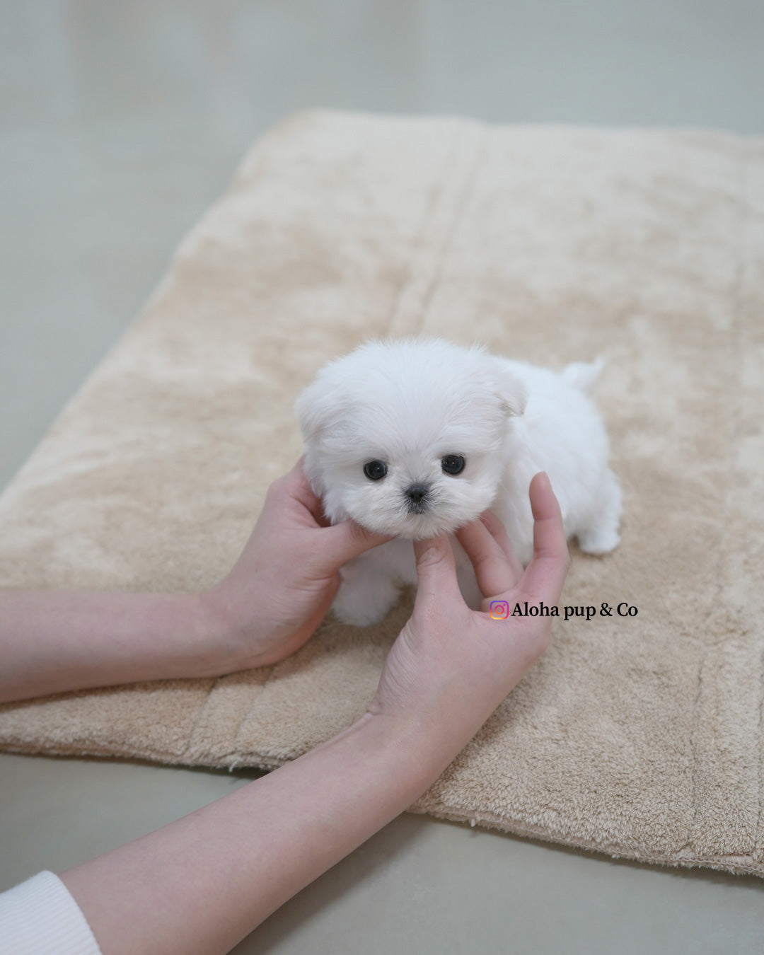 Terry [TEACUP MALTESE]