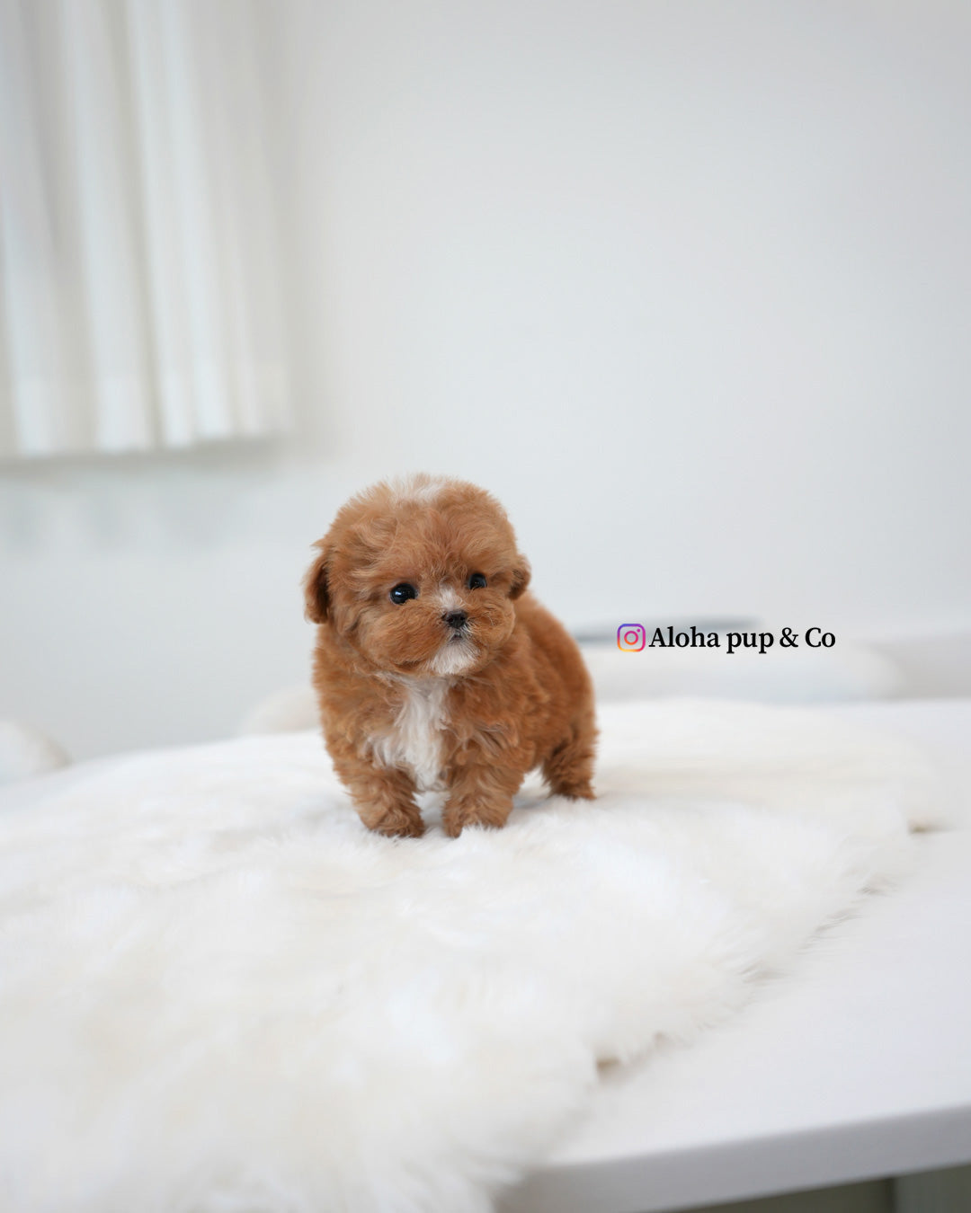 Barbie [TEACUP MALTIPOO]
