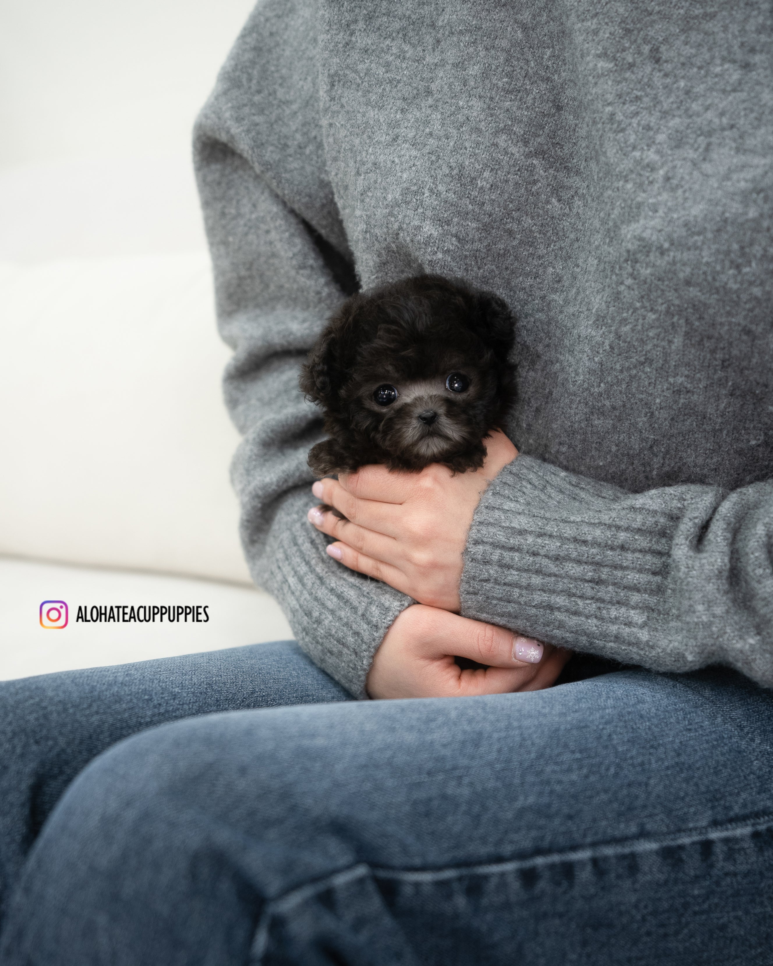 Odette [TEACUP POODLE]