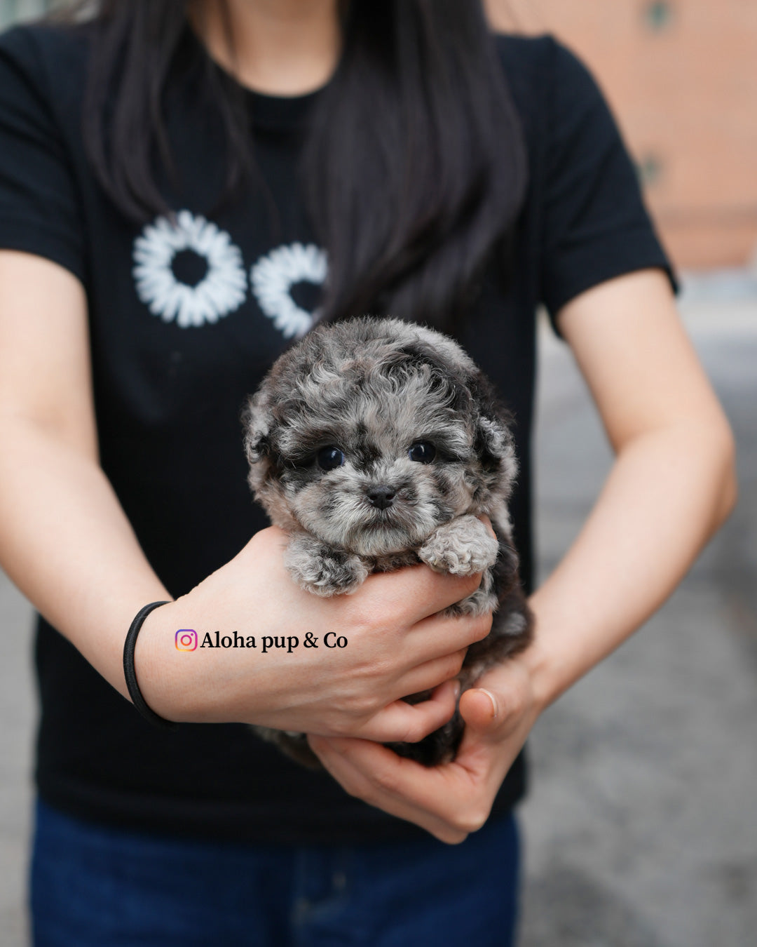 Elle [TEACUP POODLE]