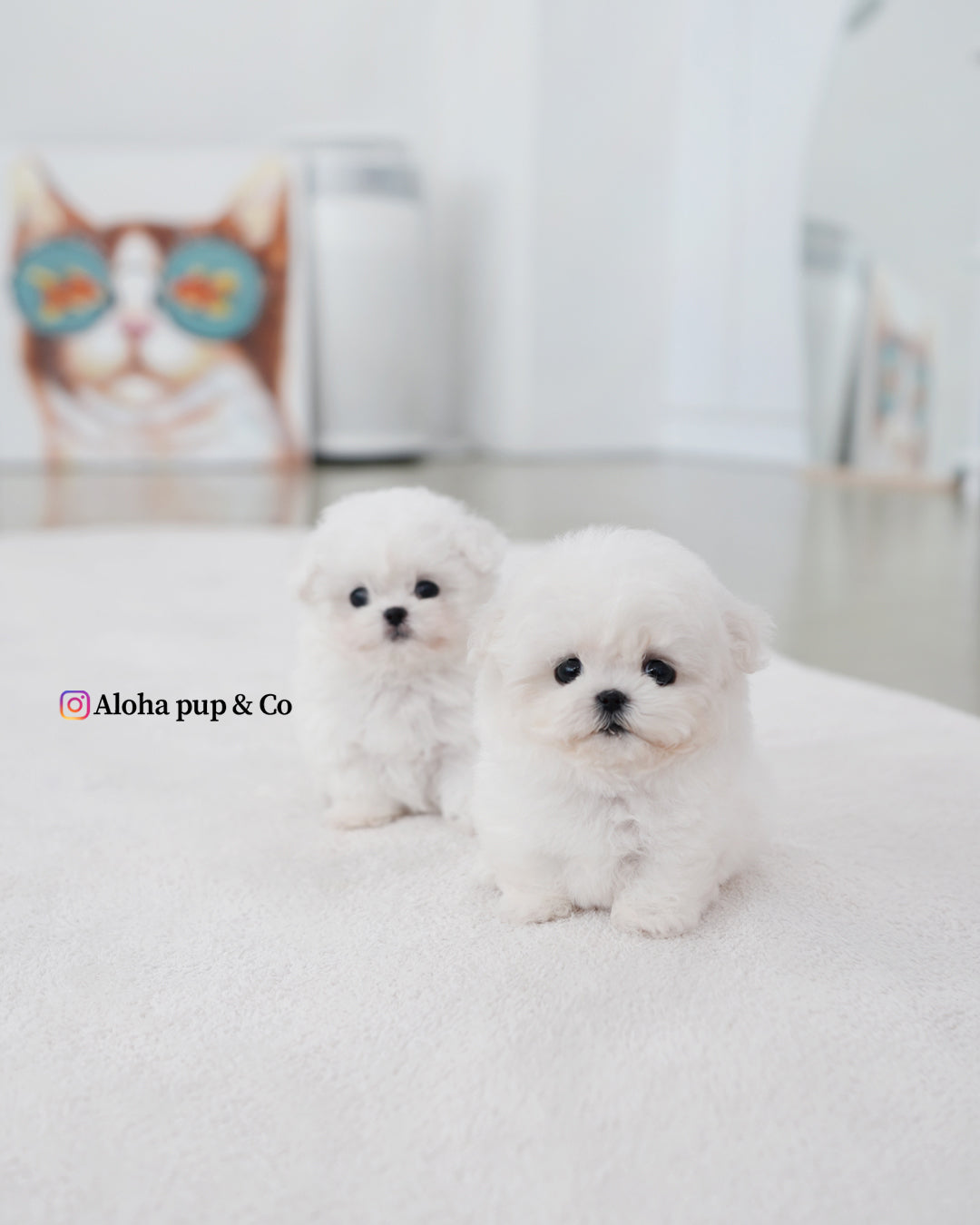 Max [BICHÓN TAZA DE TÉ]