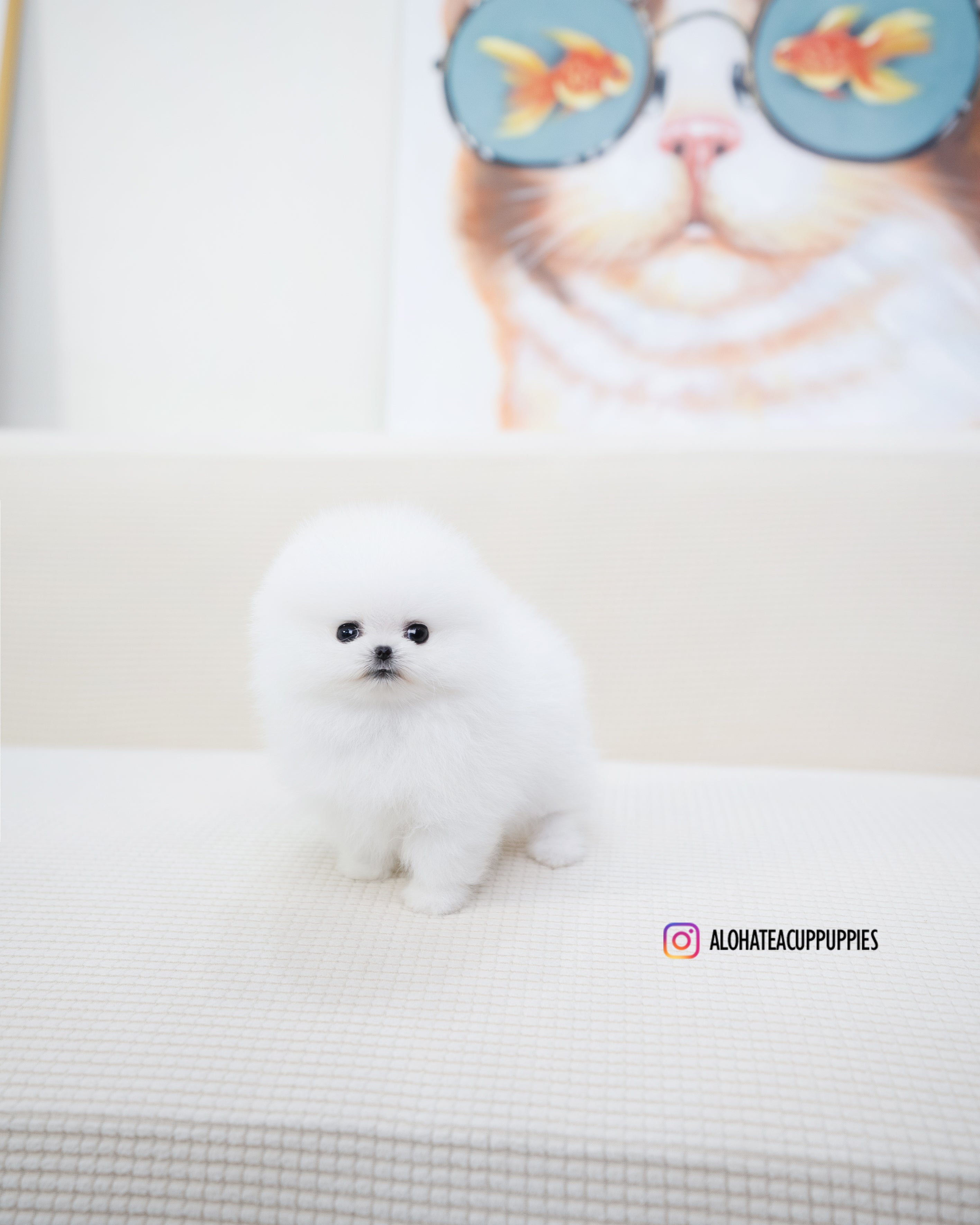 牛奶 [茶杯博美犬]