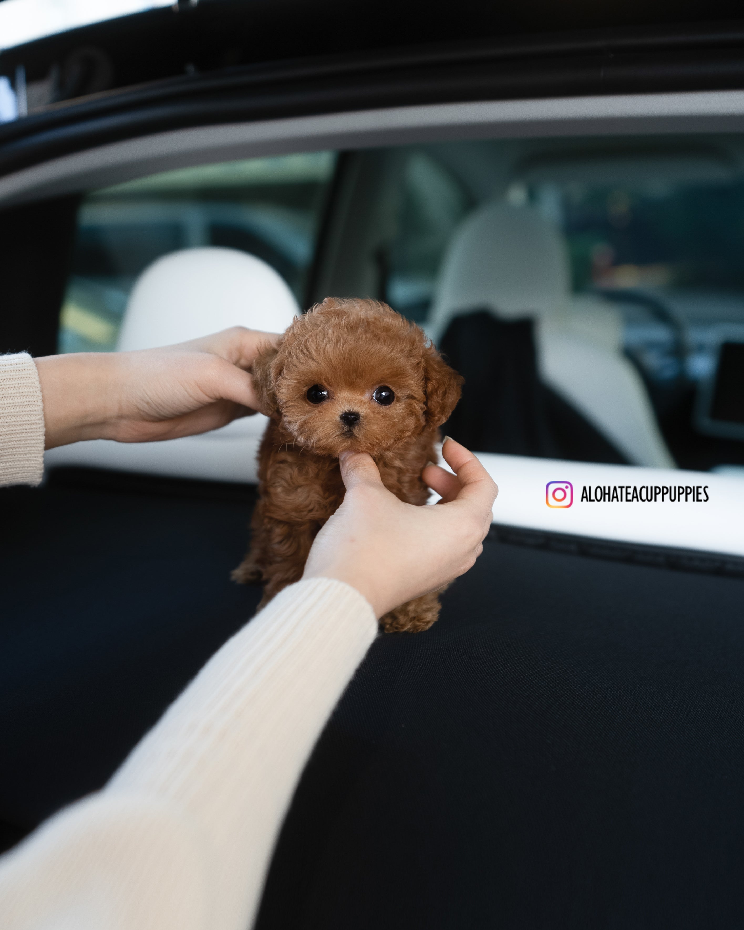 Mandy [TEACUP POODLE]