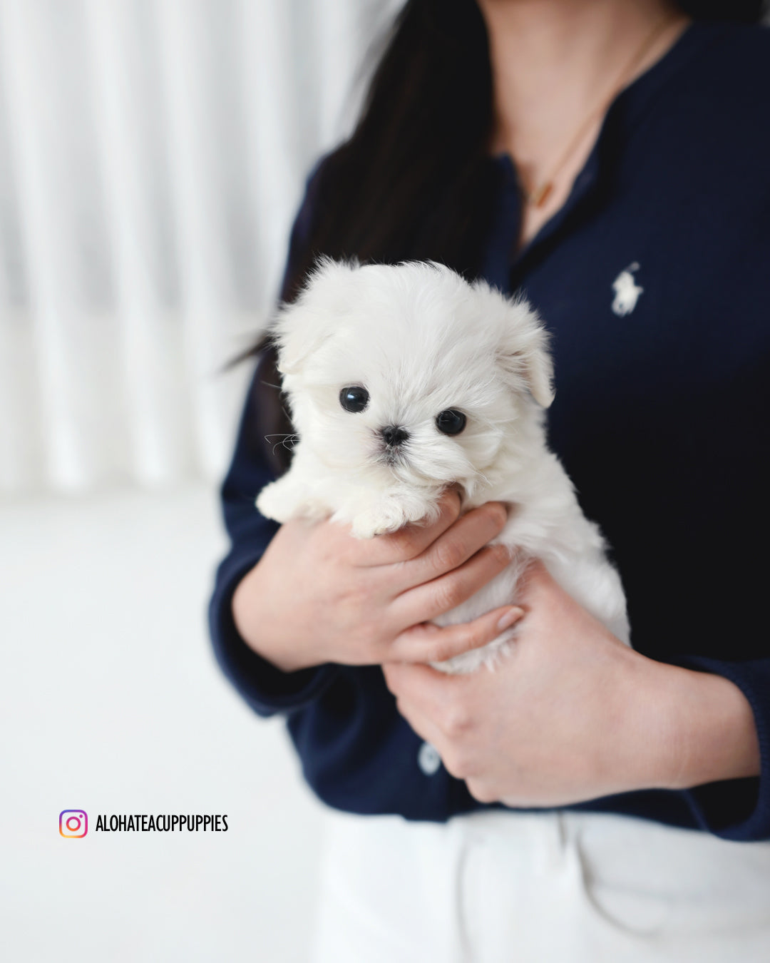 Rui [TEACUP MALTESE]