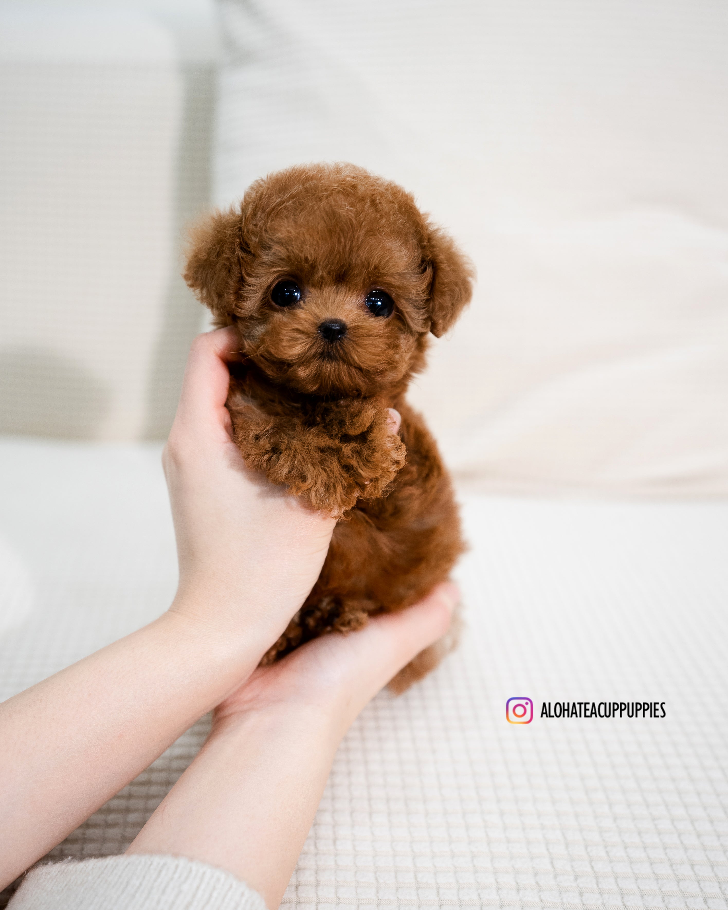 Angela [TEACUP POODLE]